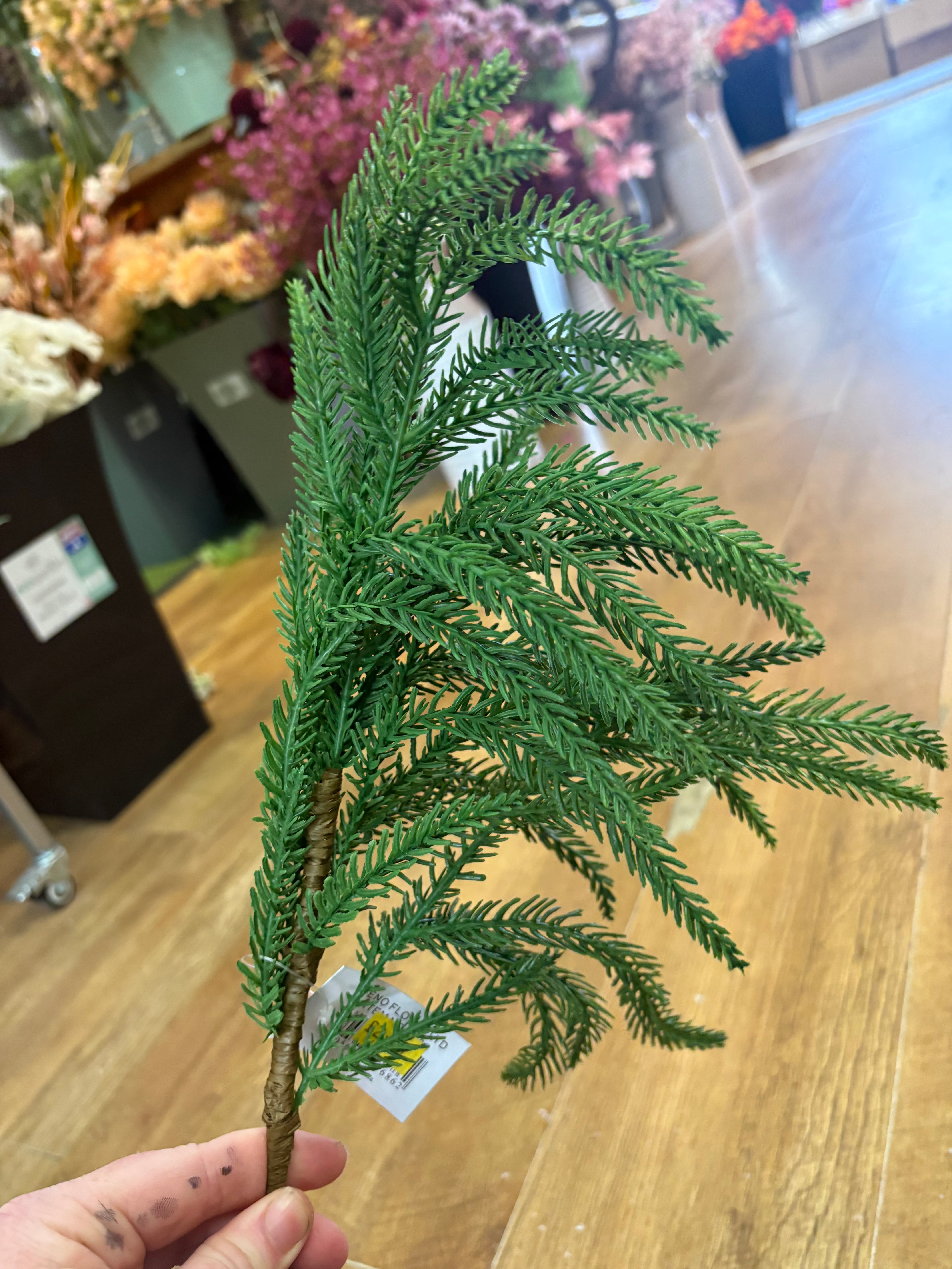 Trailing fir stem