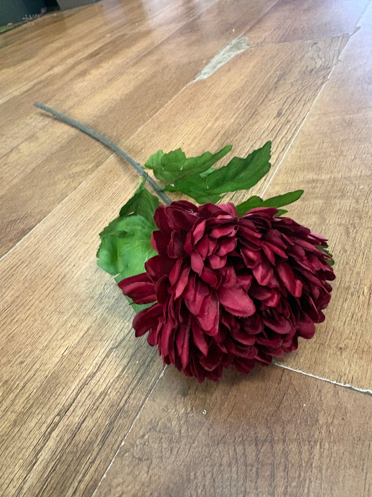 Long stem deep red chrysanthemum