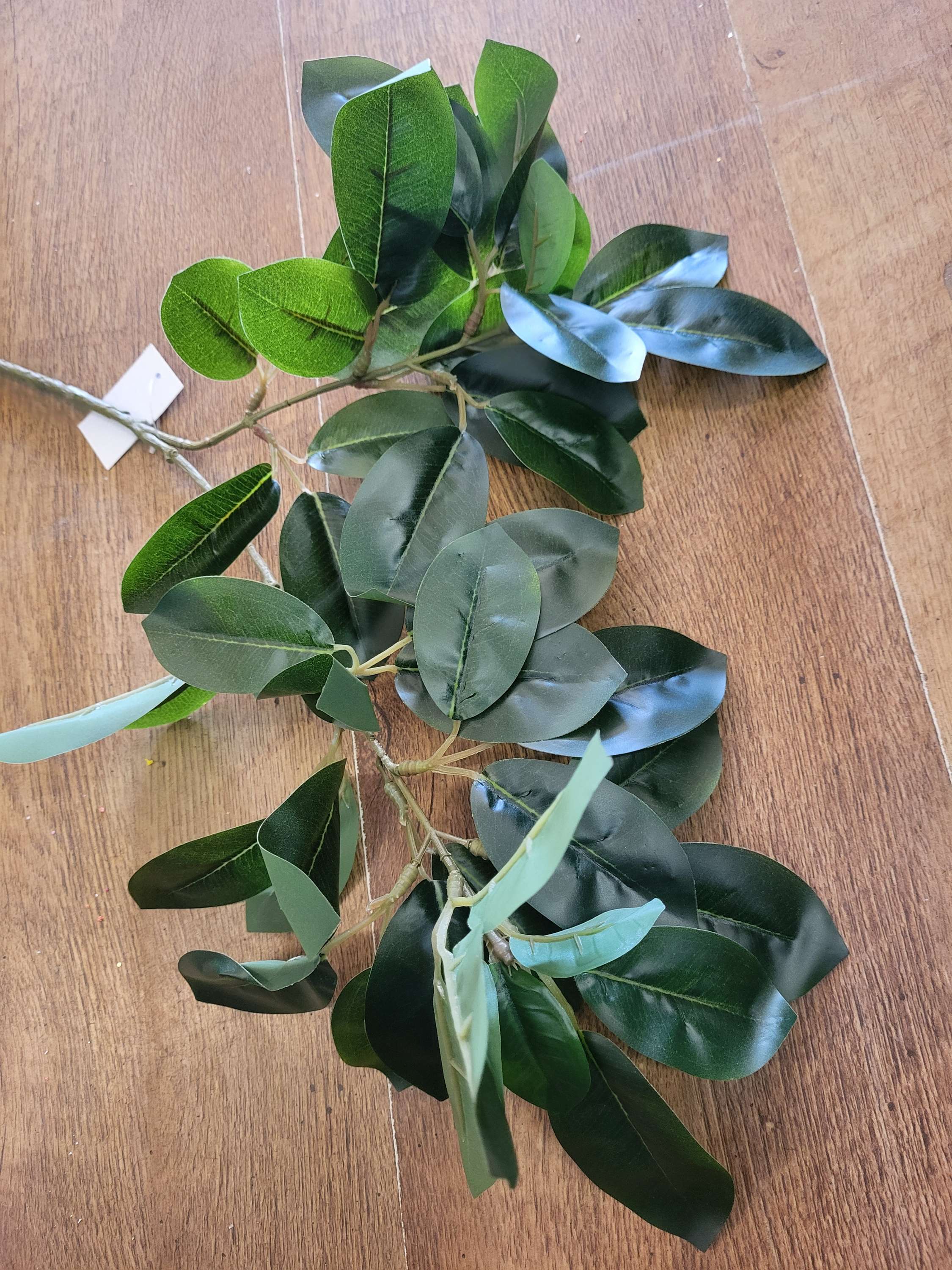 Long stem mountain laurel  image 1