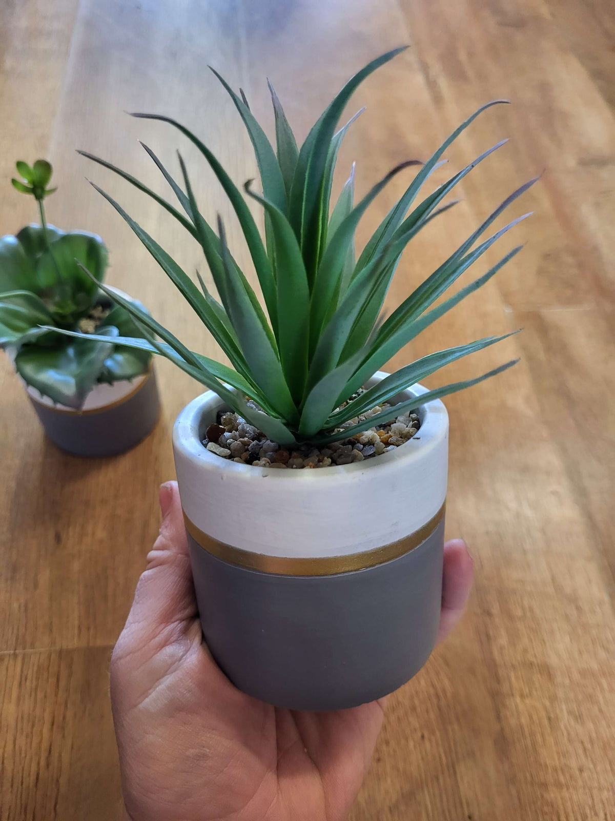 Succulent in a ceramic pot - 2 styles image 6