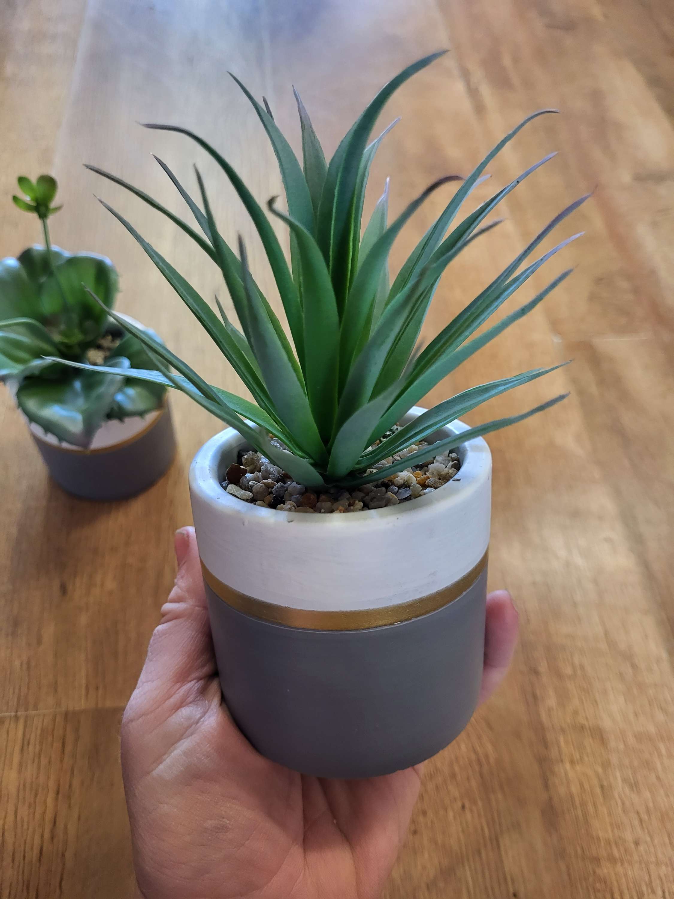 Succulent in a ceramic pot - 2 styles image 6