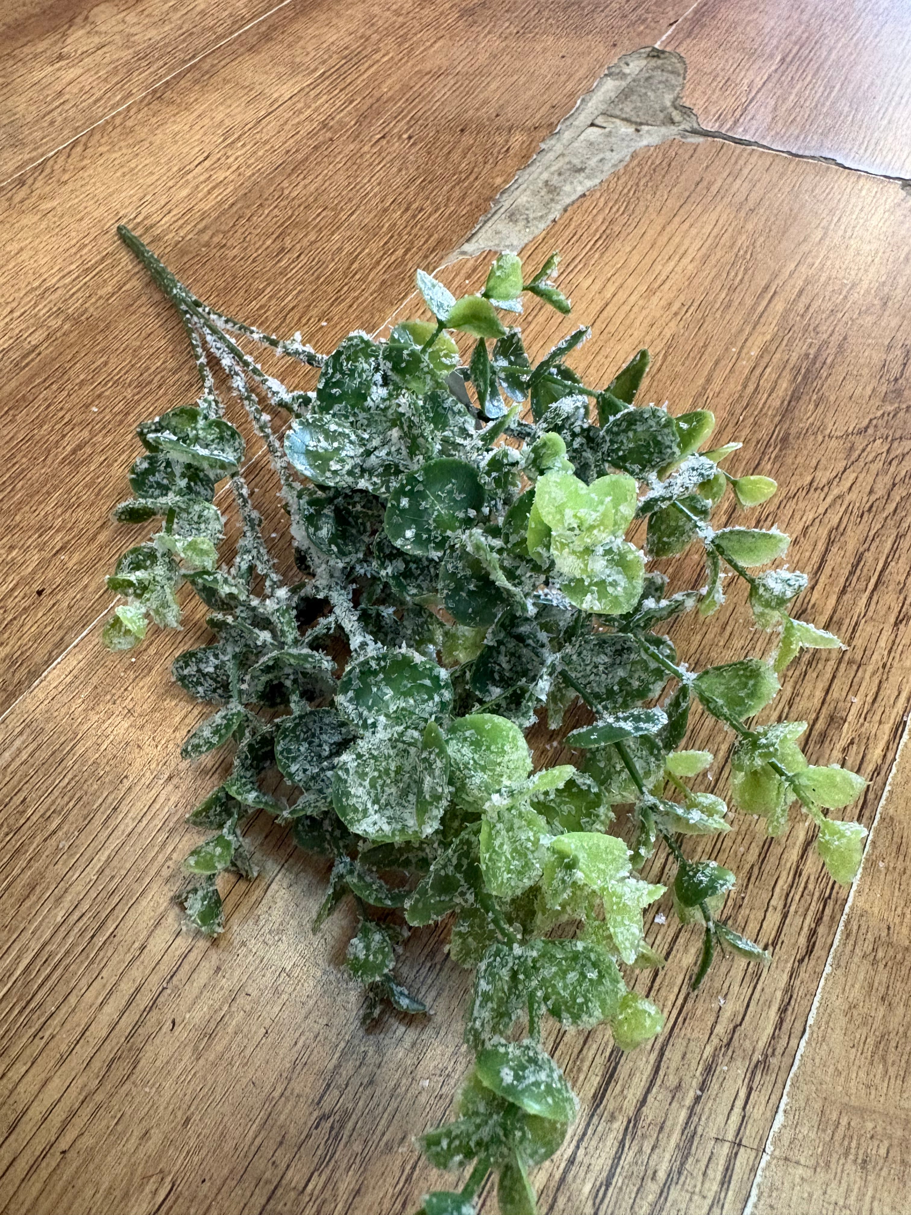 Frosted eucalyptus bunch