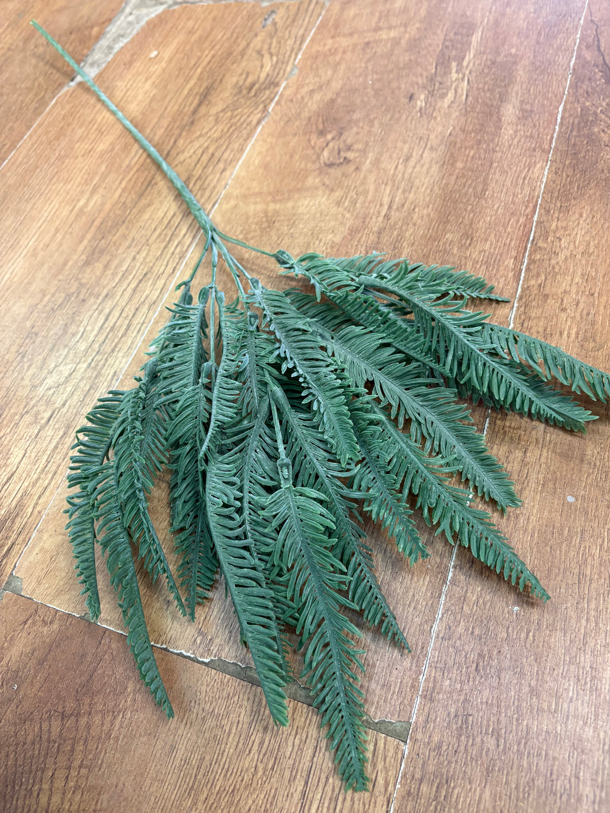 Long stem sword fern