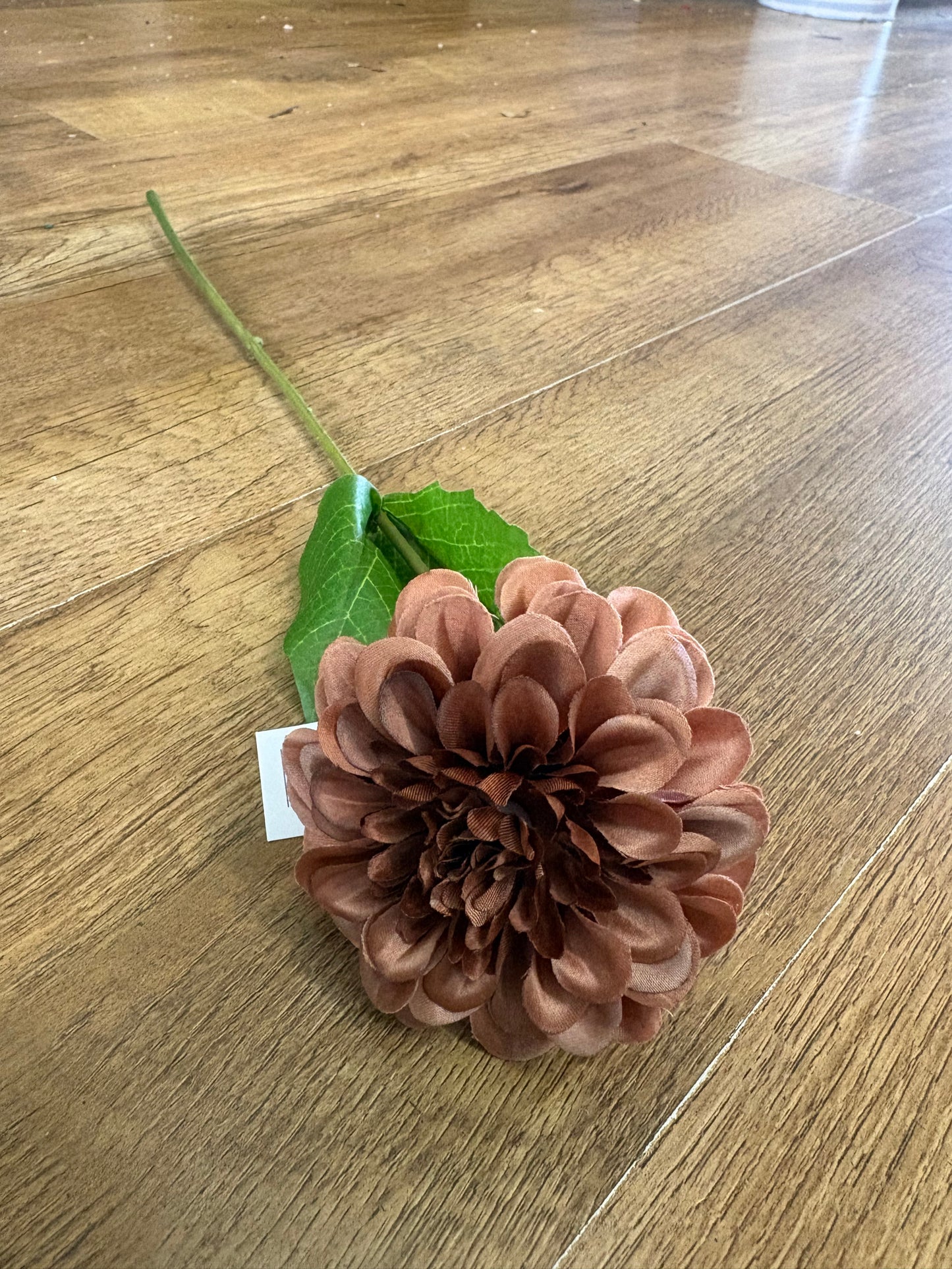 Medium length autumnal single dahlia