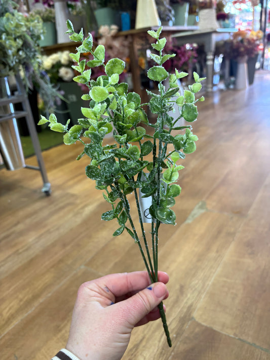 Frosted eucalyptus bunch