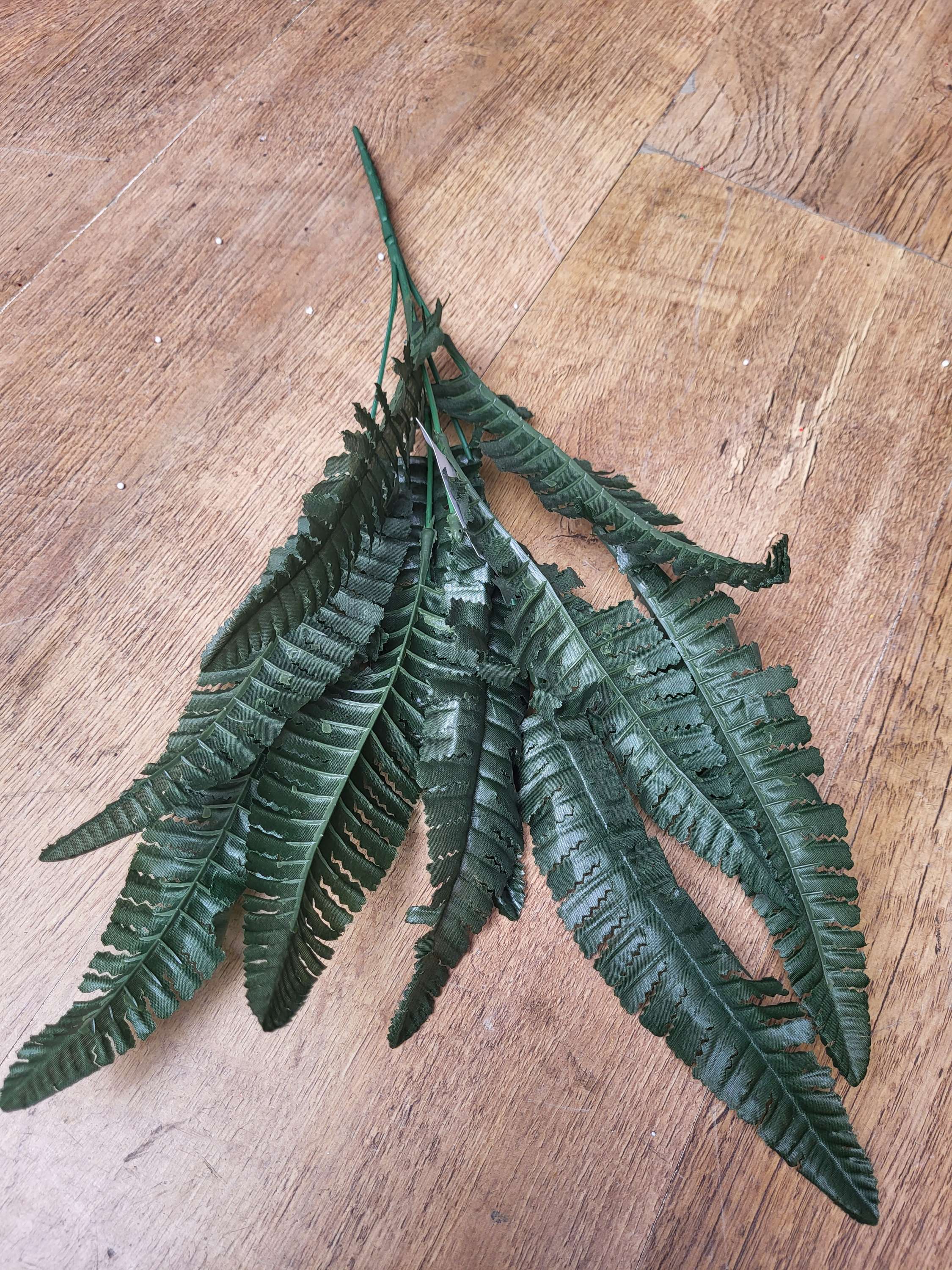 Dark fern bush image 4