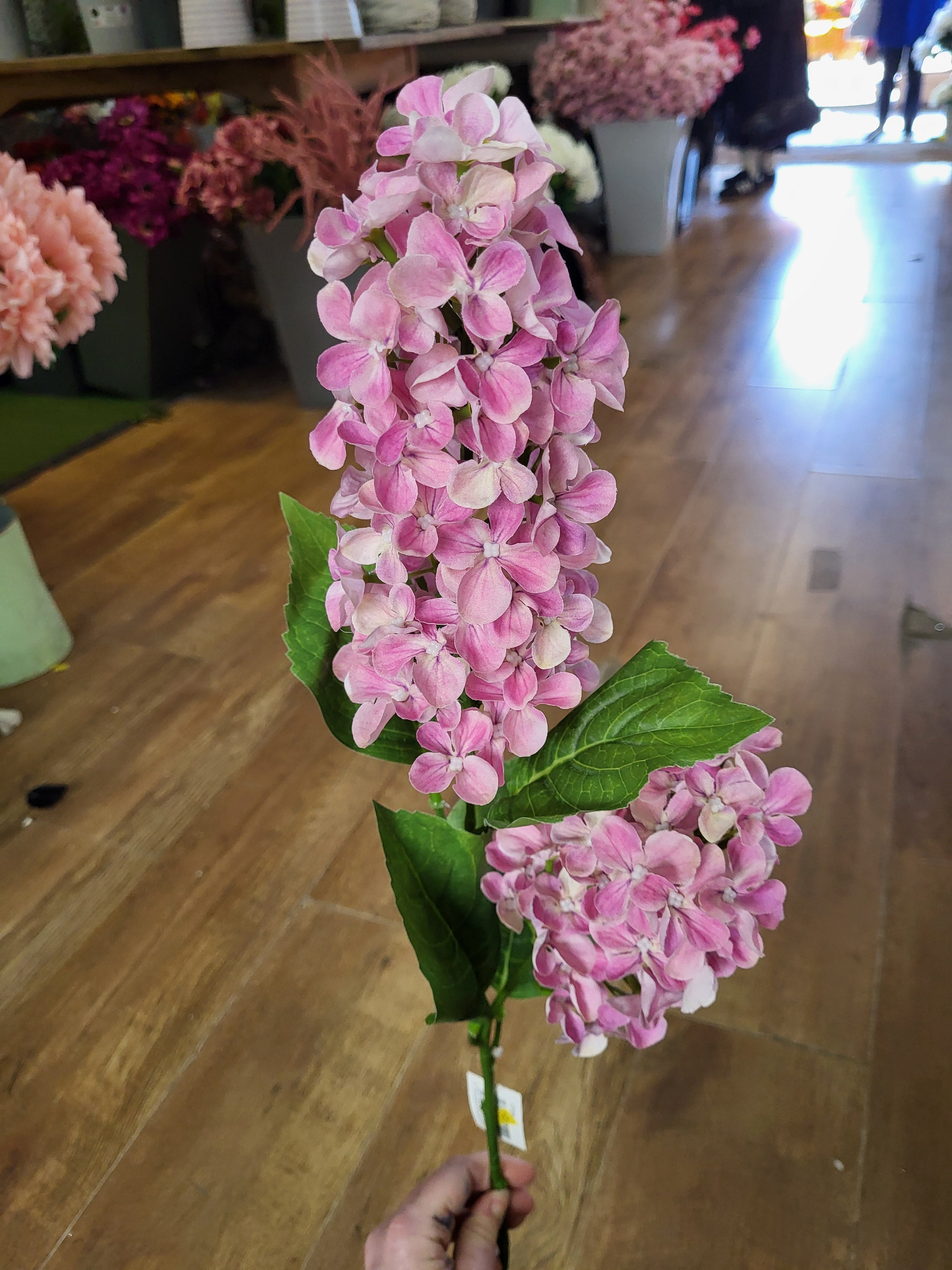 Long stem light pink paniculata hydrangea  image 2