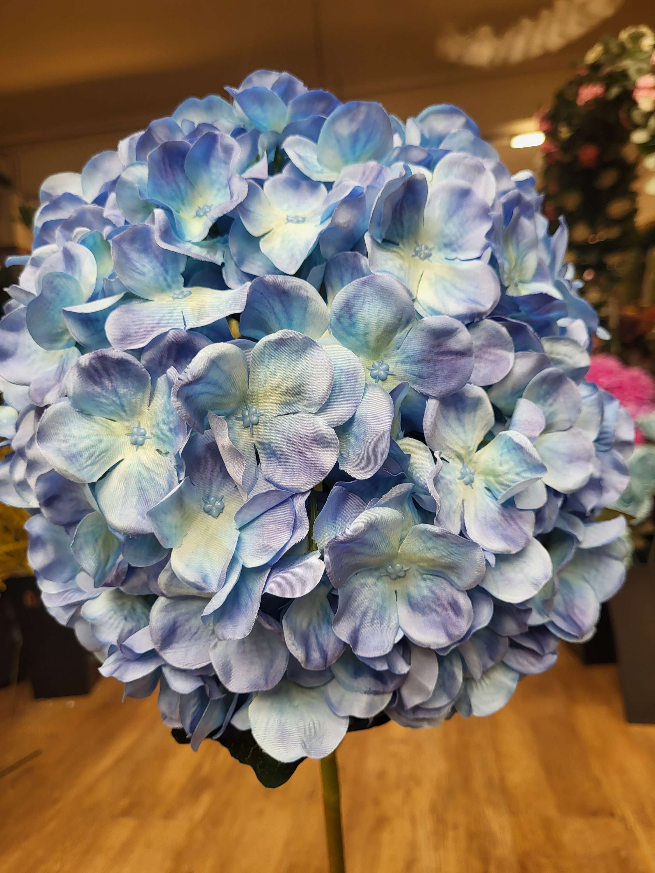 Giant head Ocean Blue premium hydrangea  image 1