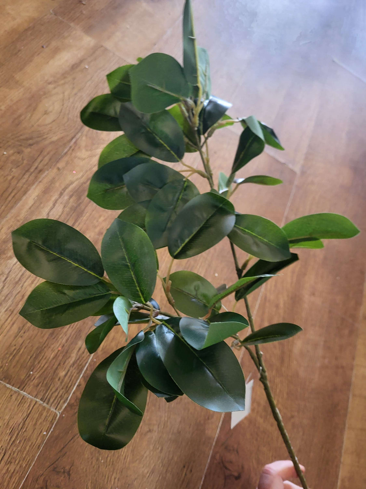 Long stem mountain laurel  image 2