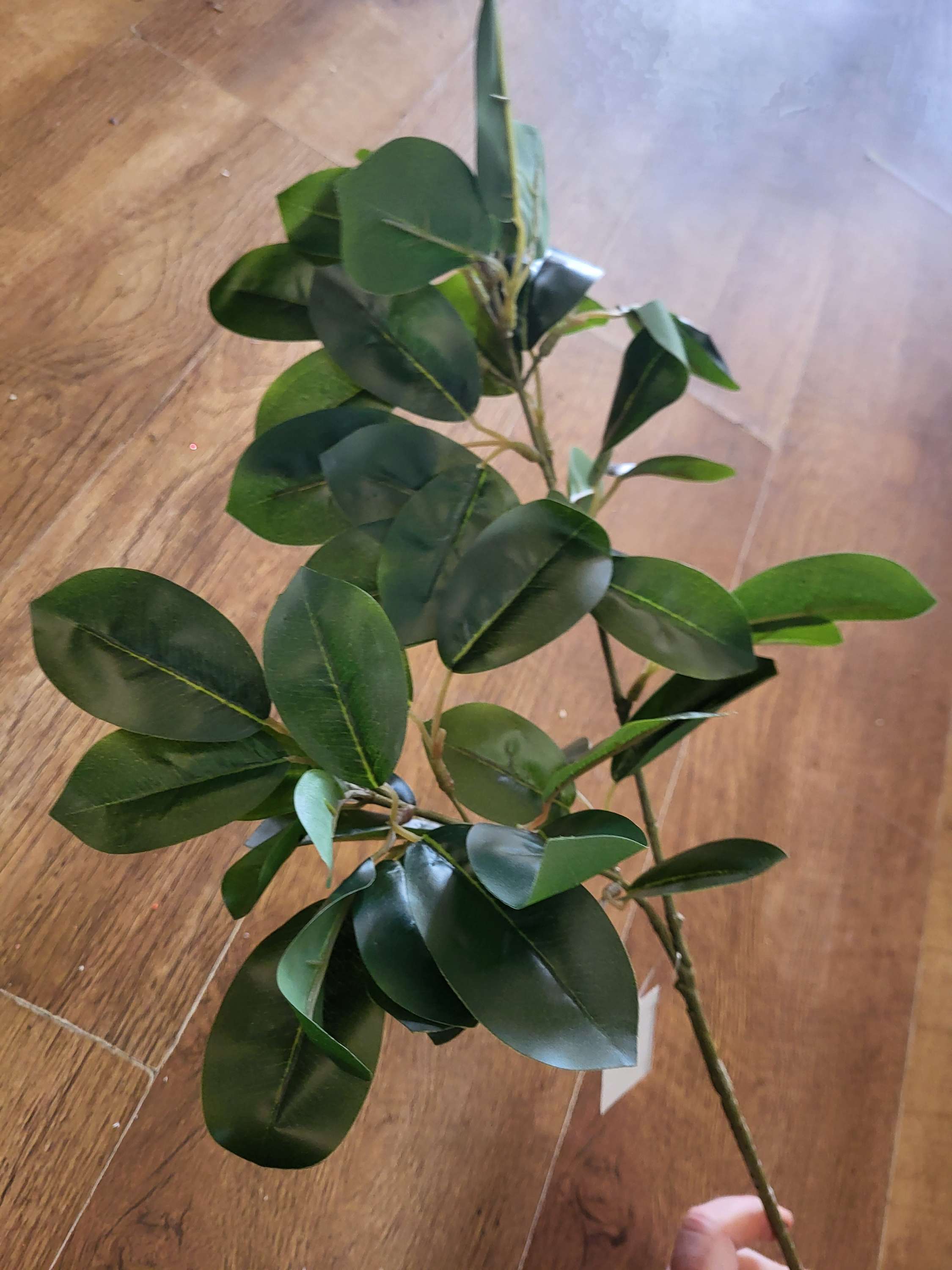 Long stem mountain laurel  image 2