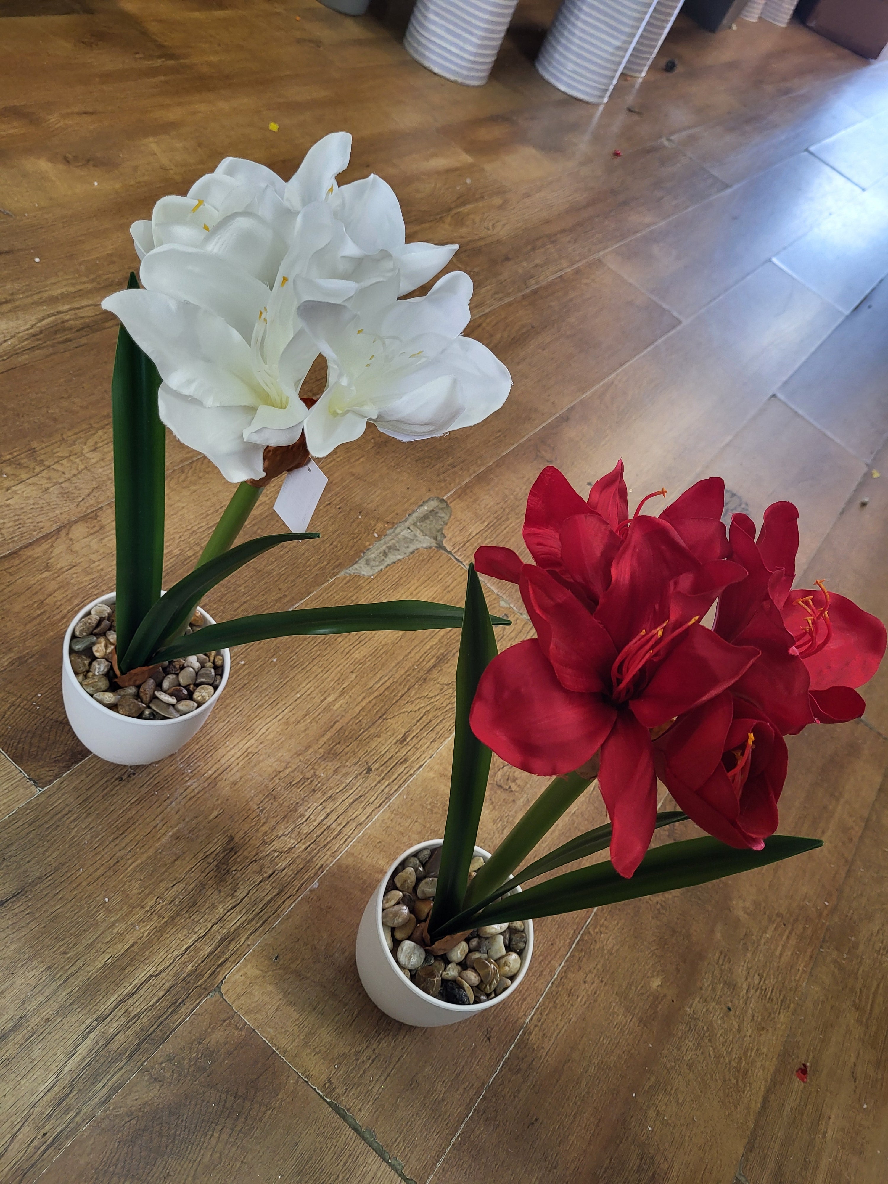 46cm potted amaryllis - 2 colours available image 0