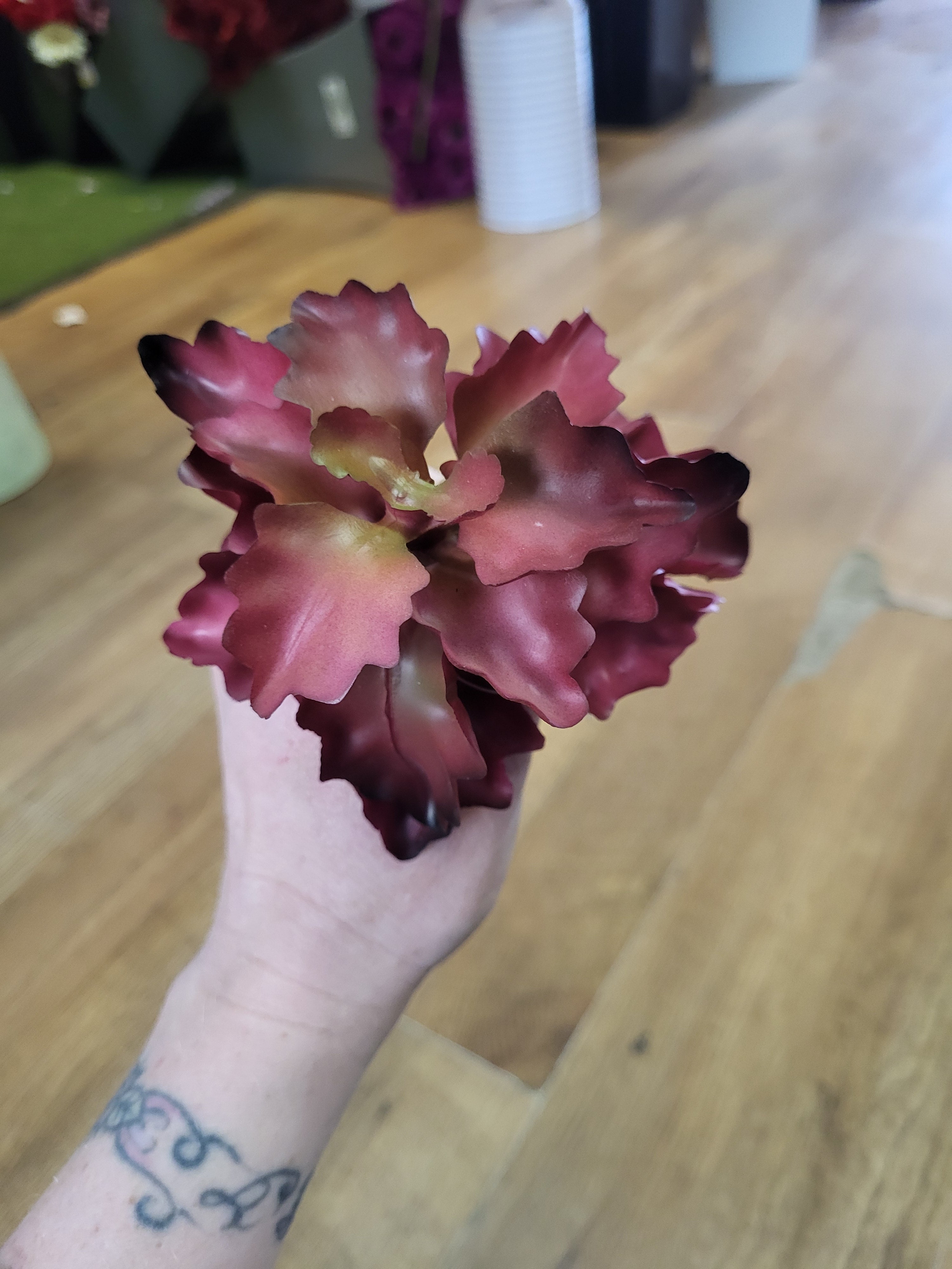 Reddish seaweed succulent  image 5