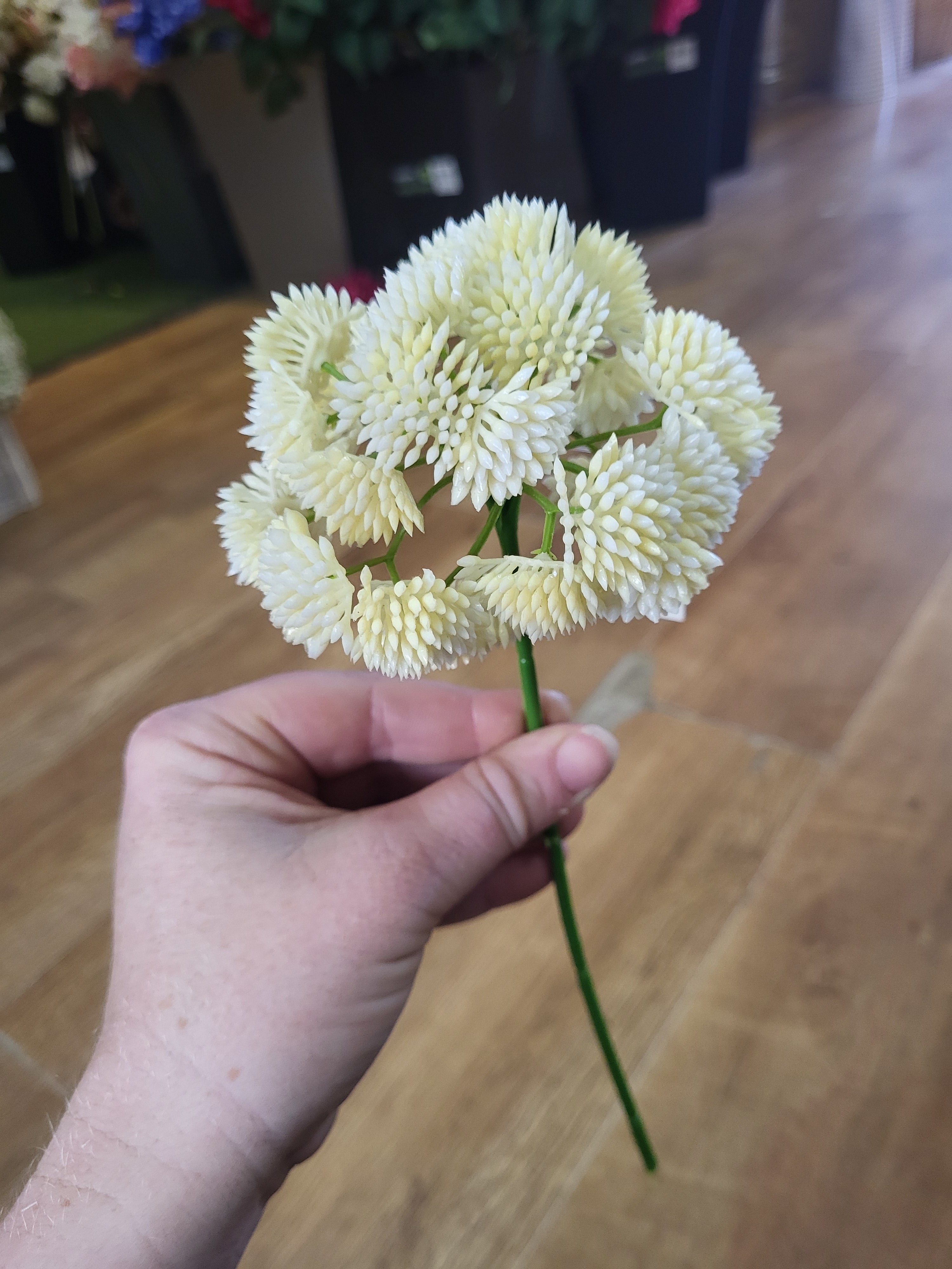 Short cream Sedum Stem image 3