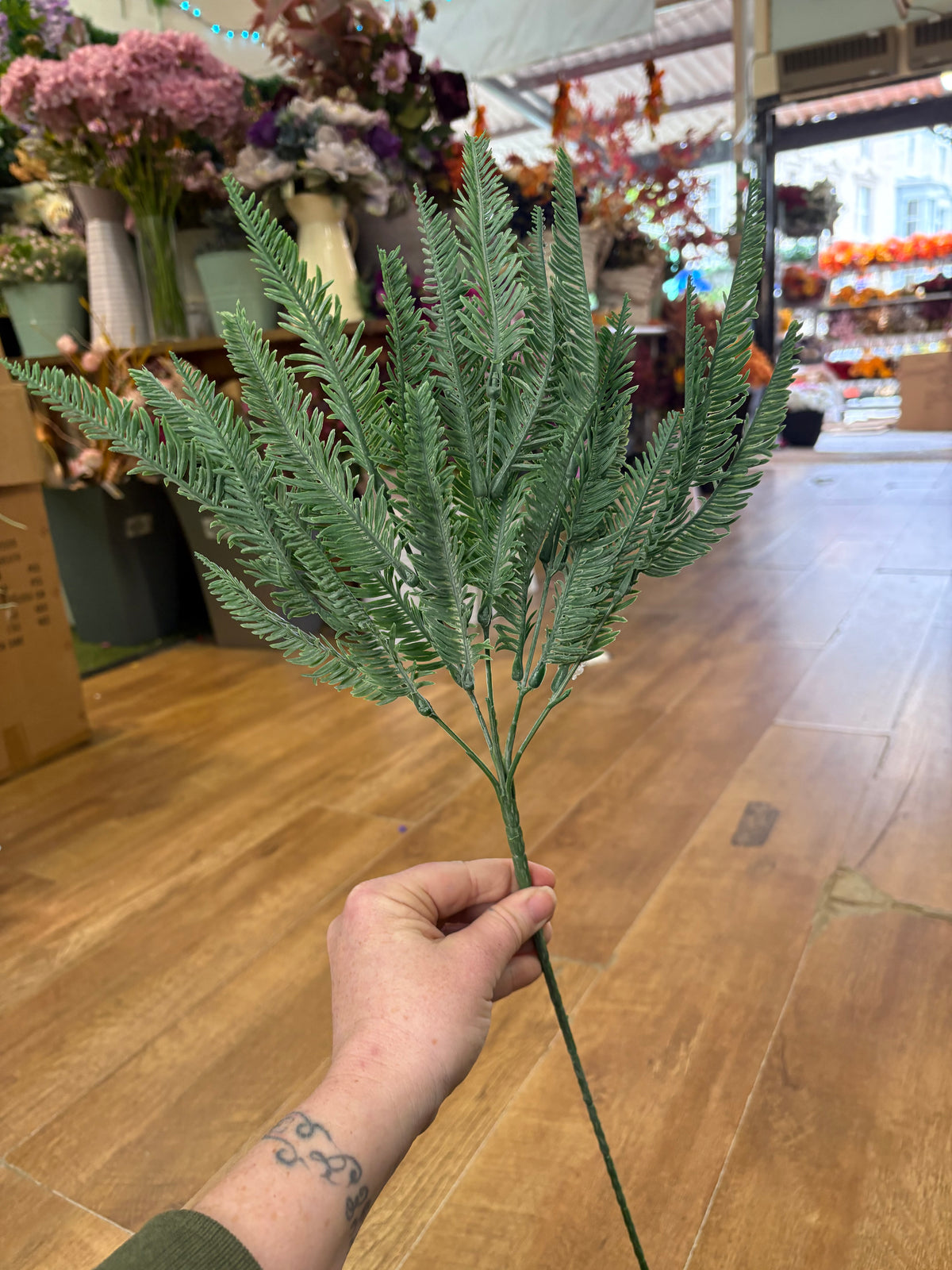 Long stem sword fern