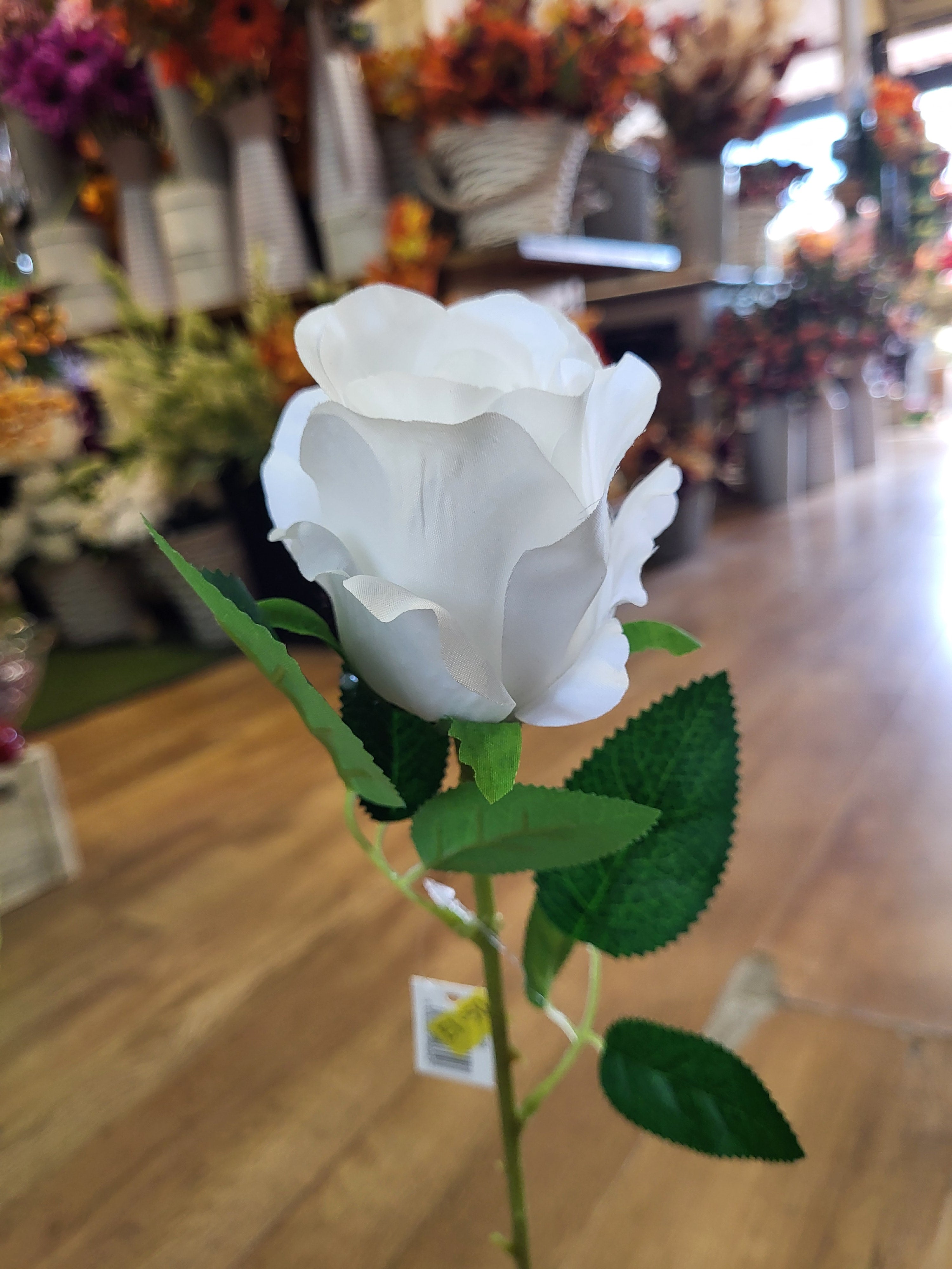 Single white Celia Rose  image 0