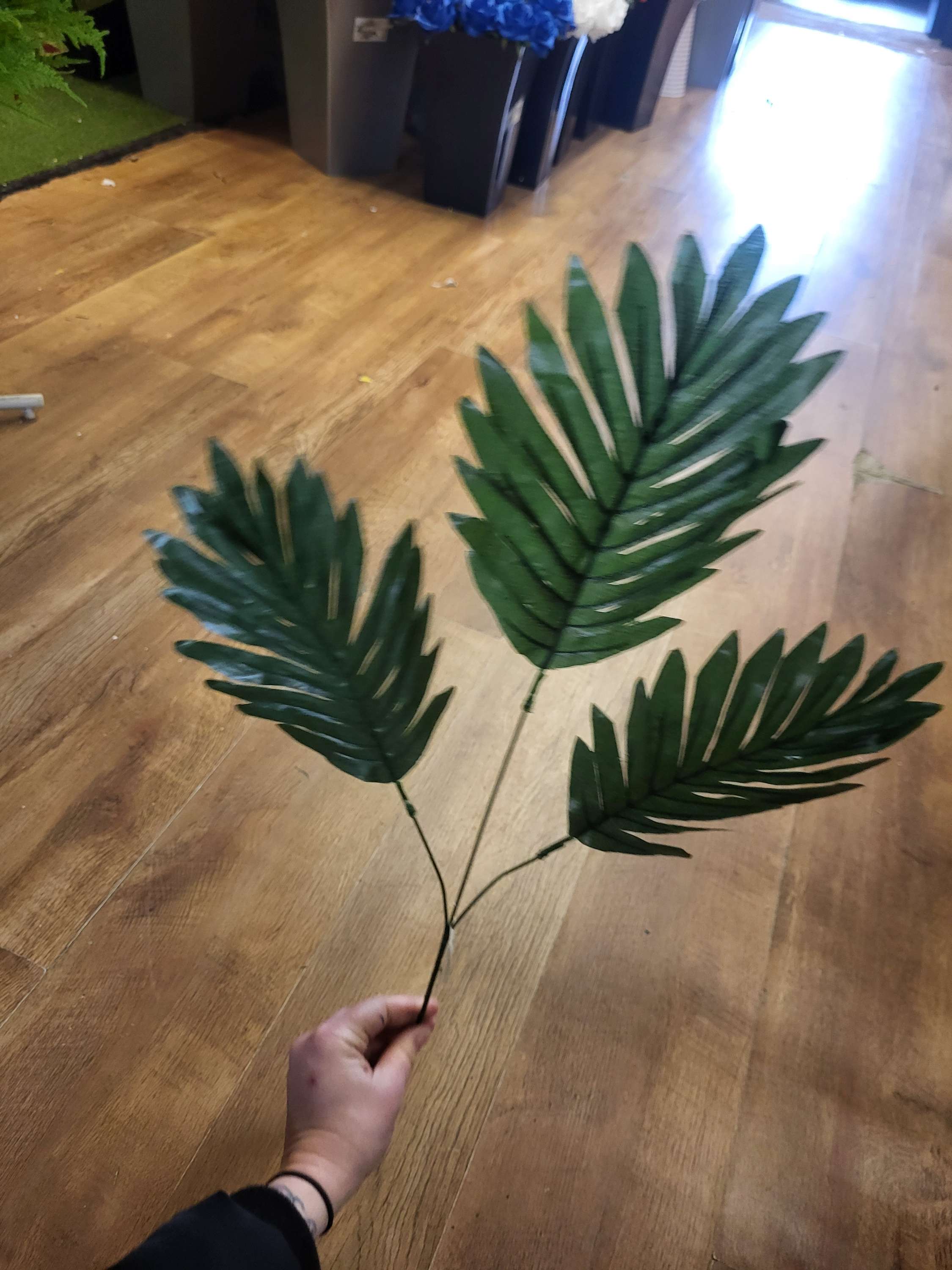 Long stem cycas leaf  image 4