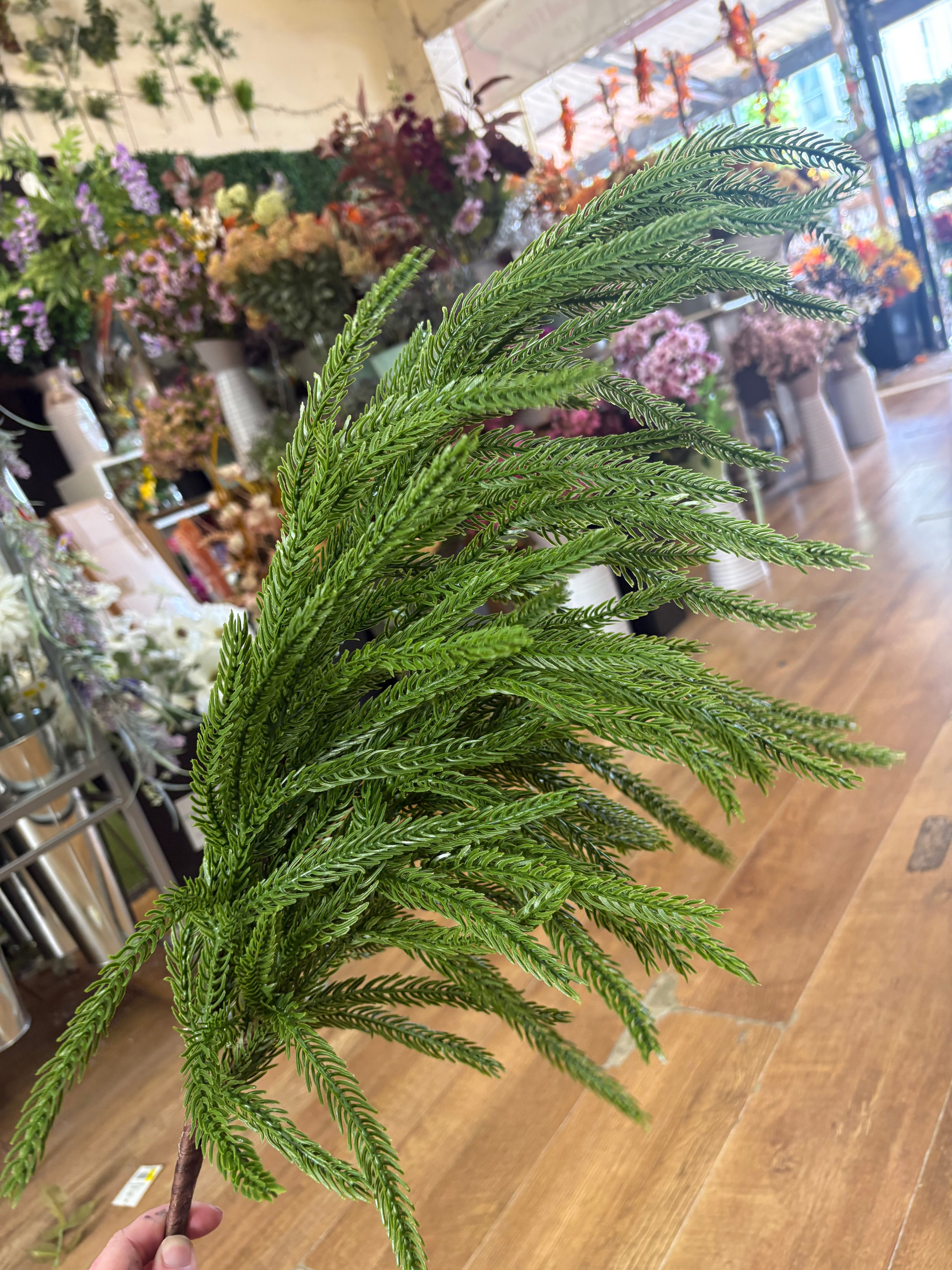 Large weeping Norfolk pine spray