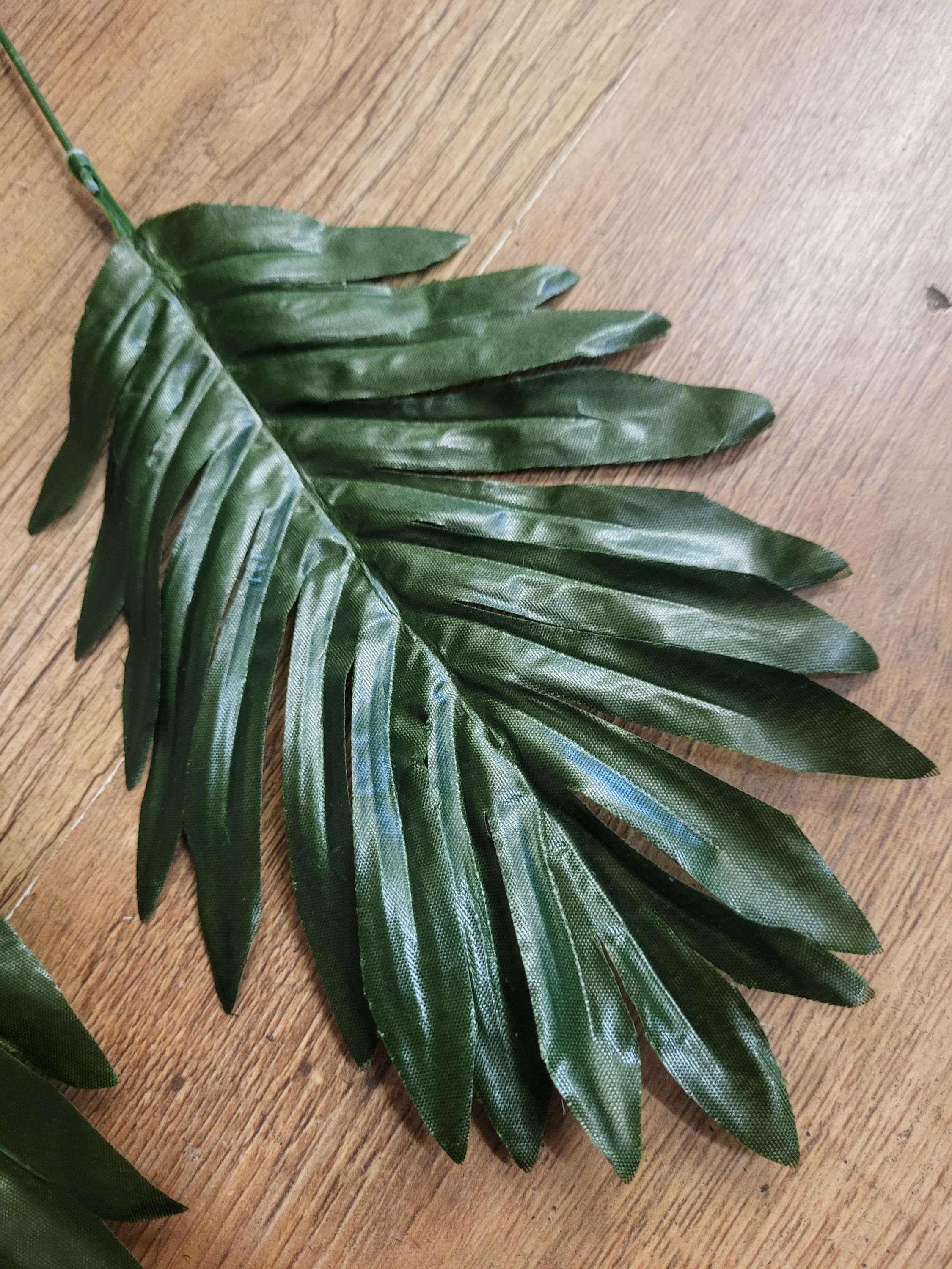Long stem cycas leaf  image 2