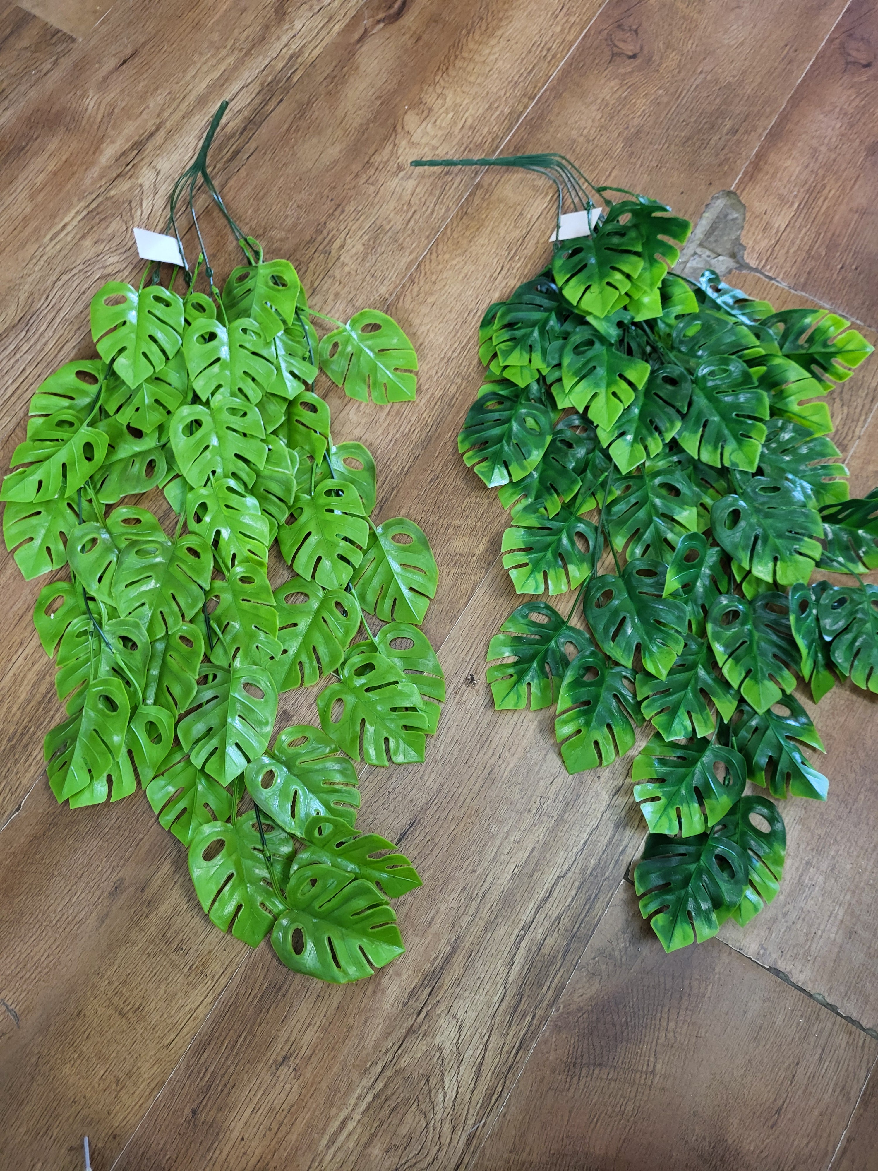 Hanging/trailing cheese plant - 2 colours available image 0