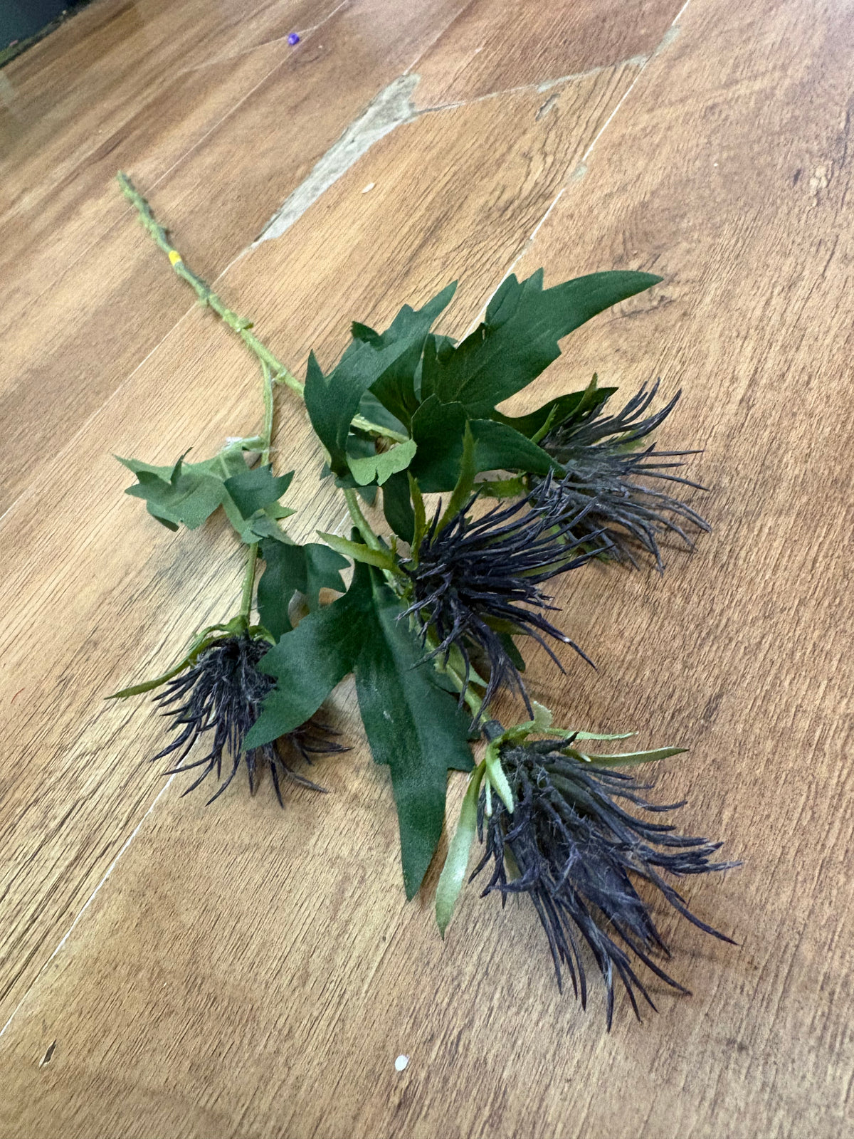 Long stem blue jagged thistle spray