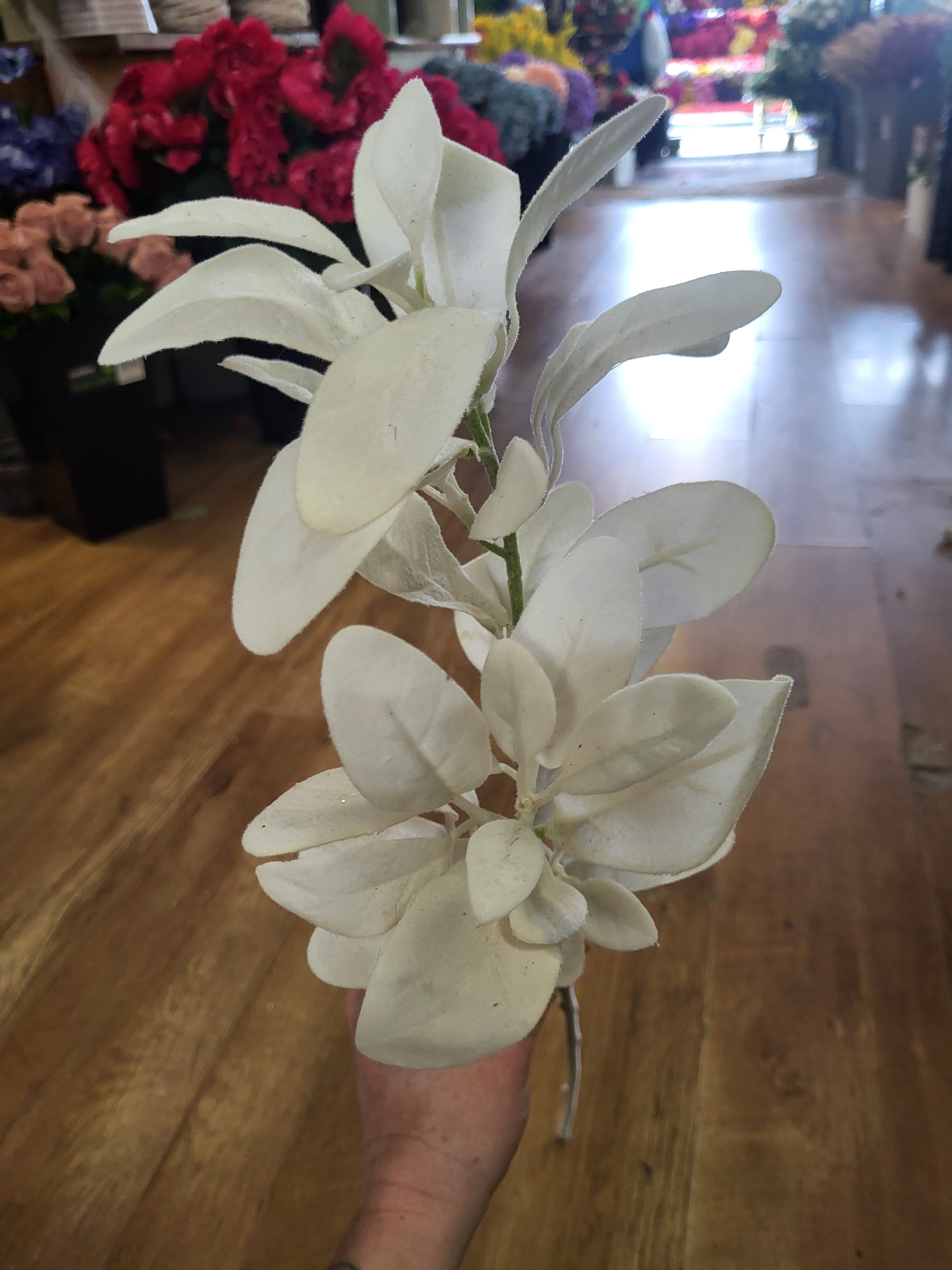 Long stem white lambs ear image 0