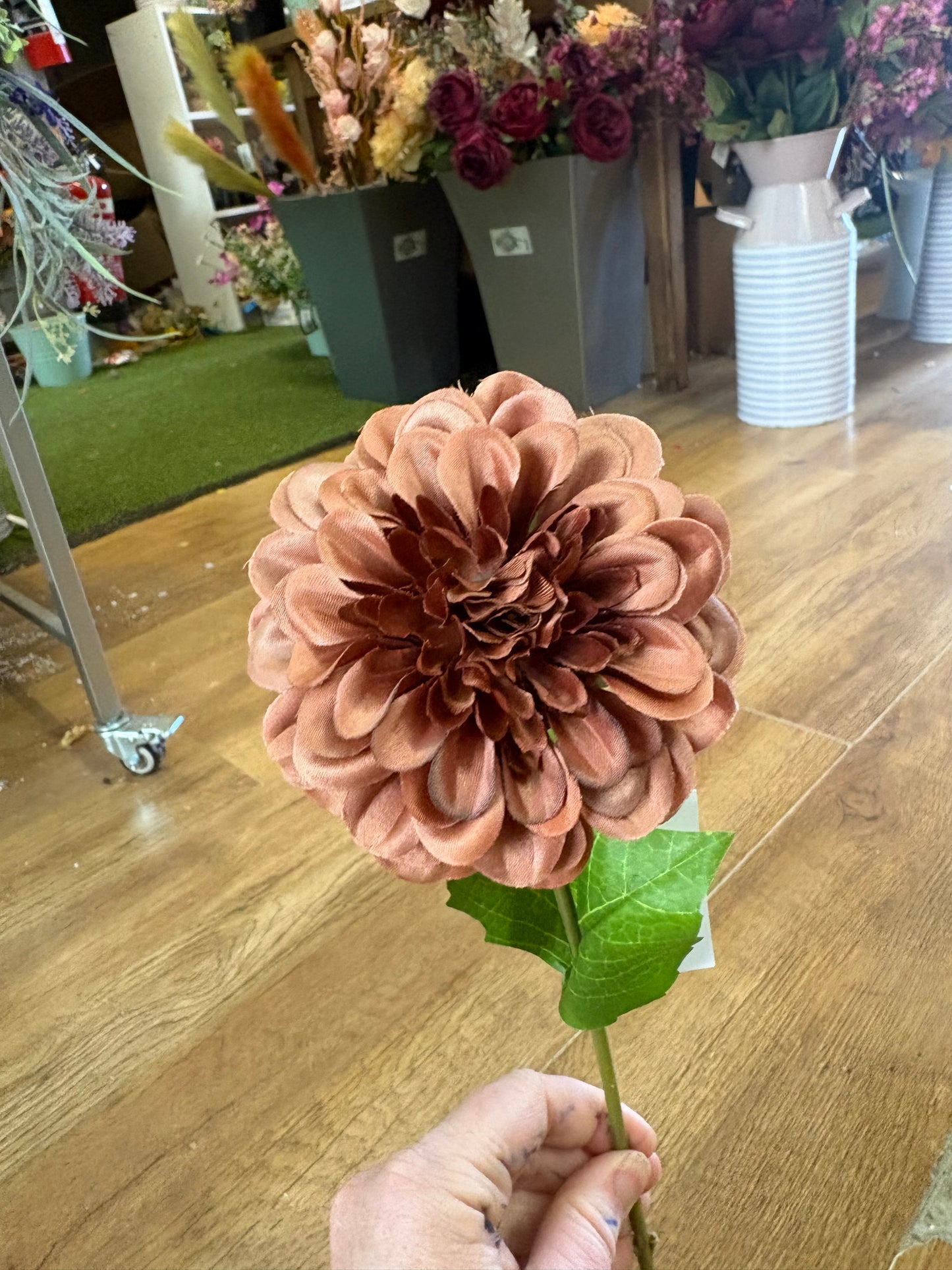 Medium length autumnal single dahlia