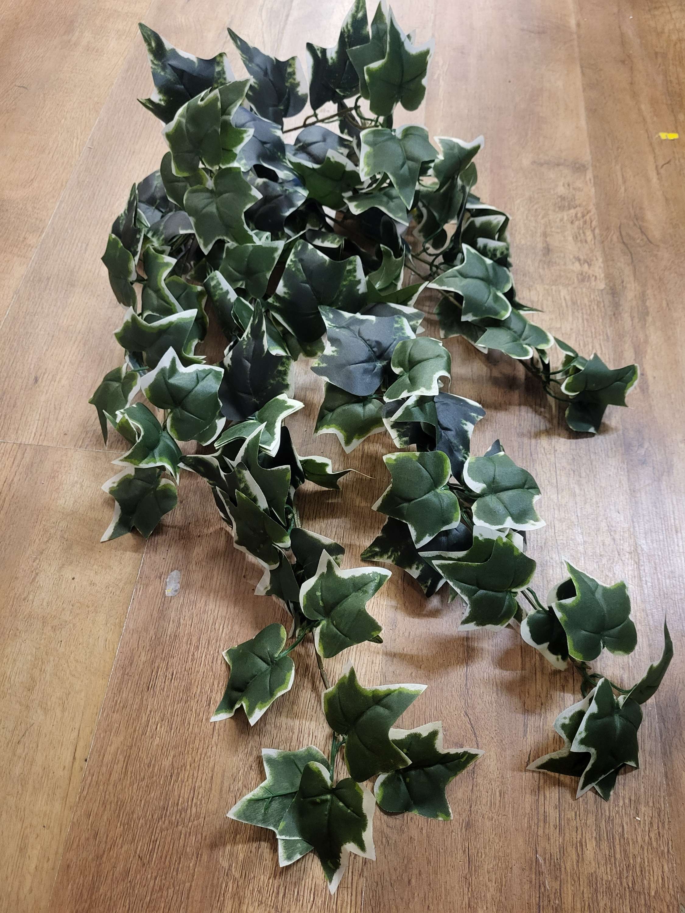 Hanging/trailing variegated ivy (7 strand thickness) image 0