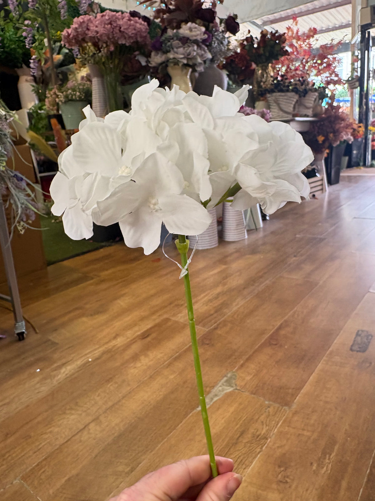 Long stem white single hydrangea