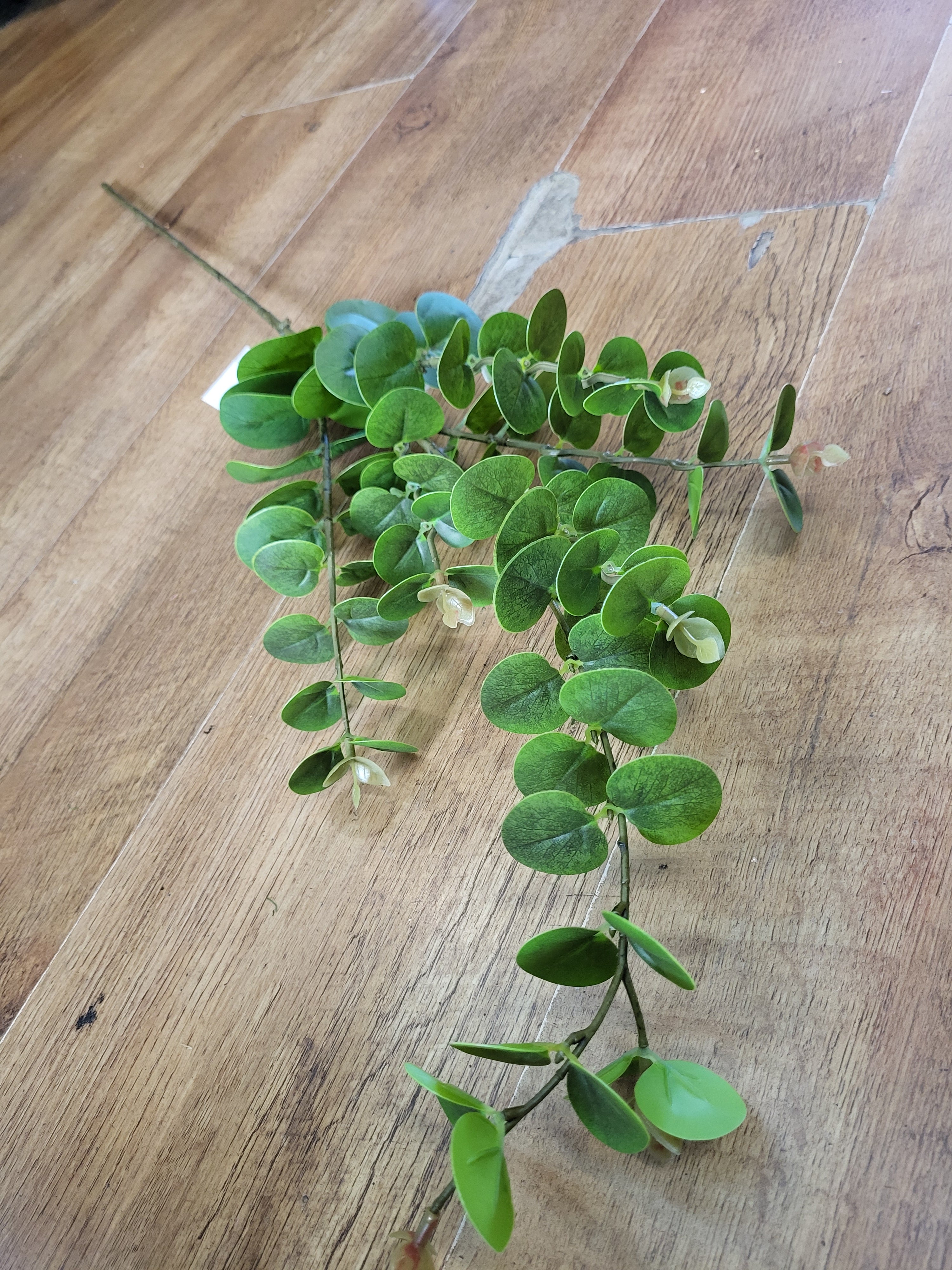 Long stem eucalyptus spray  image 5