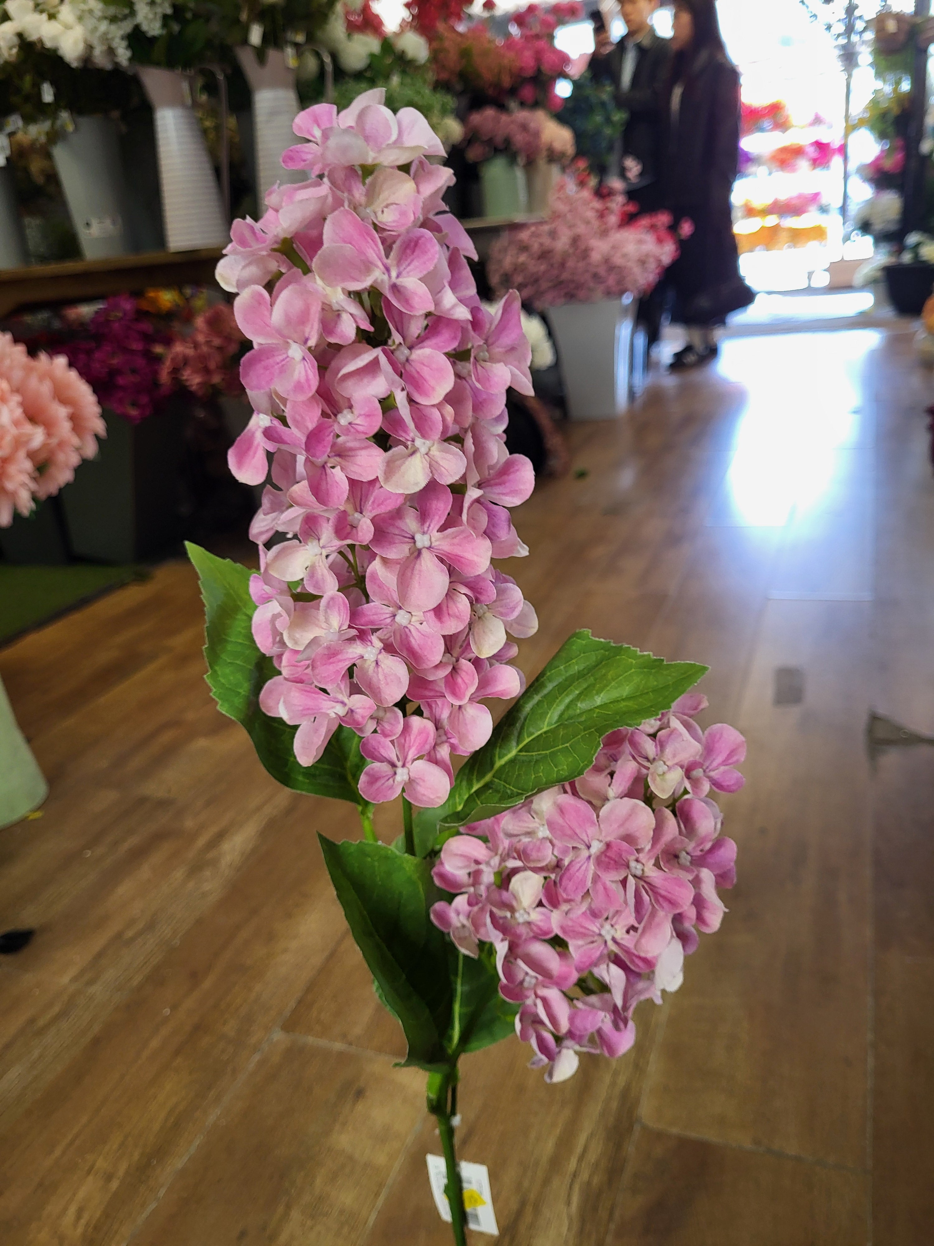 Long stem light pink paniculata hydrangea  image 0