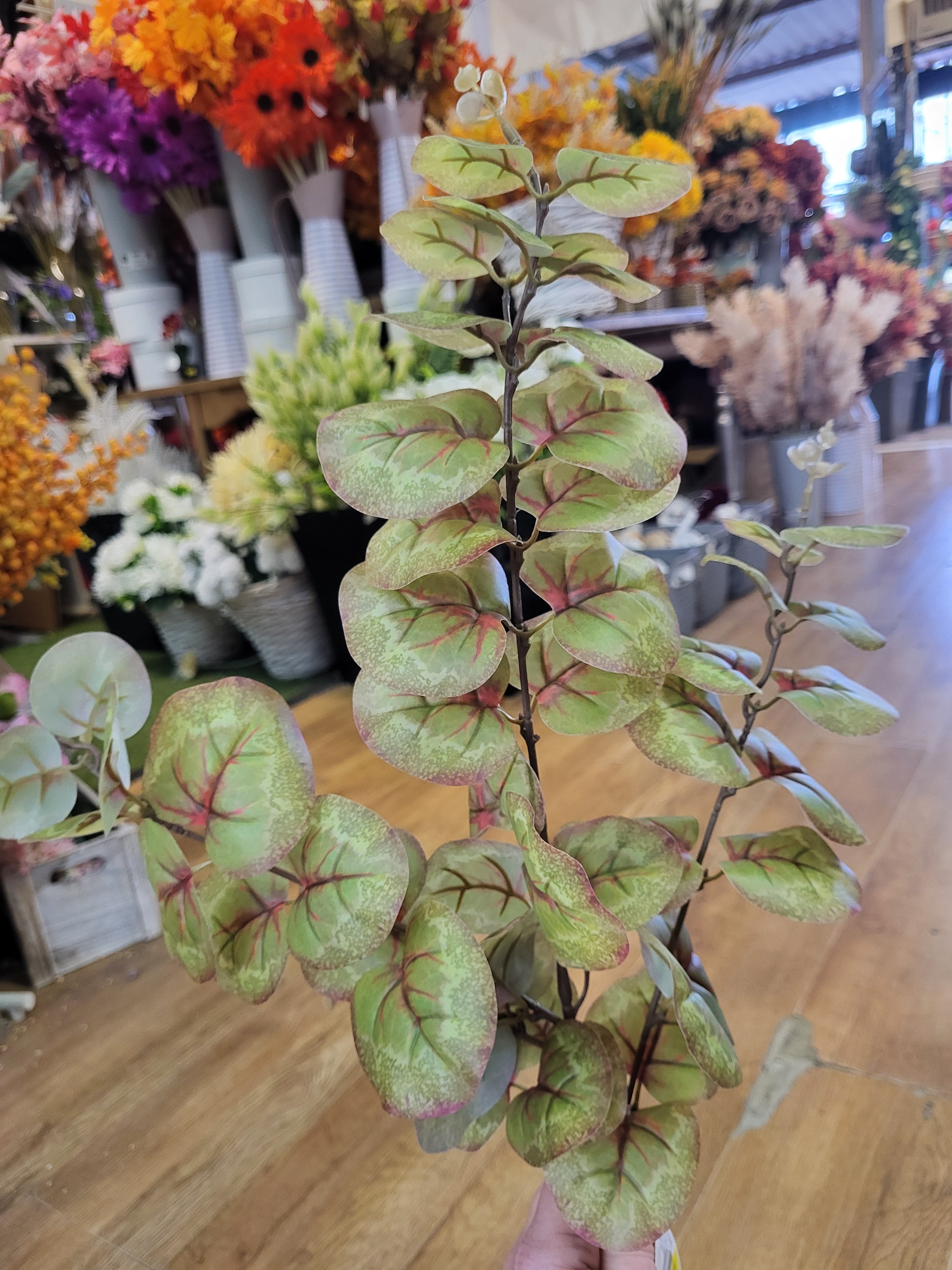Long stem brown and green rounded eucalyptus spray  image 0
