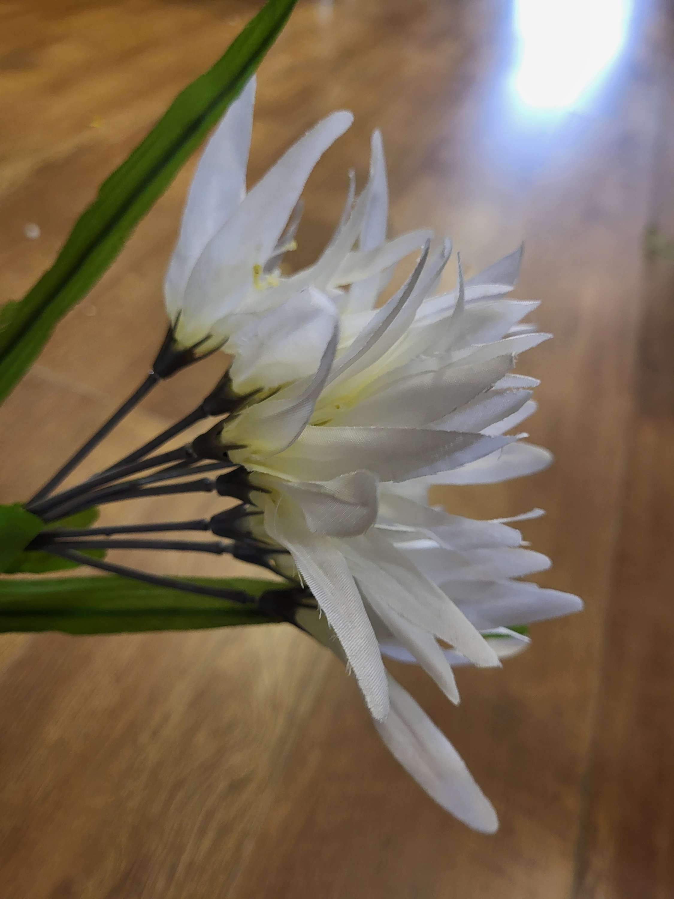 Long stem glory bush - 2 colours available image 1