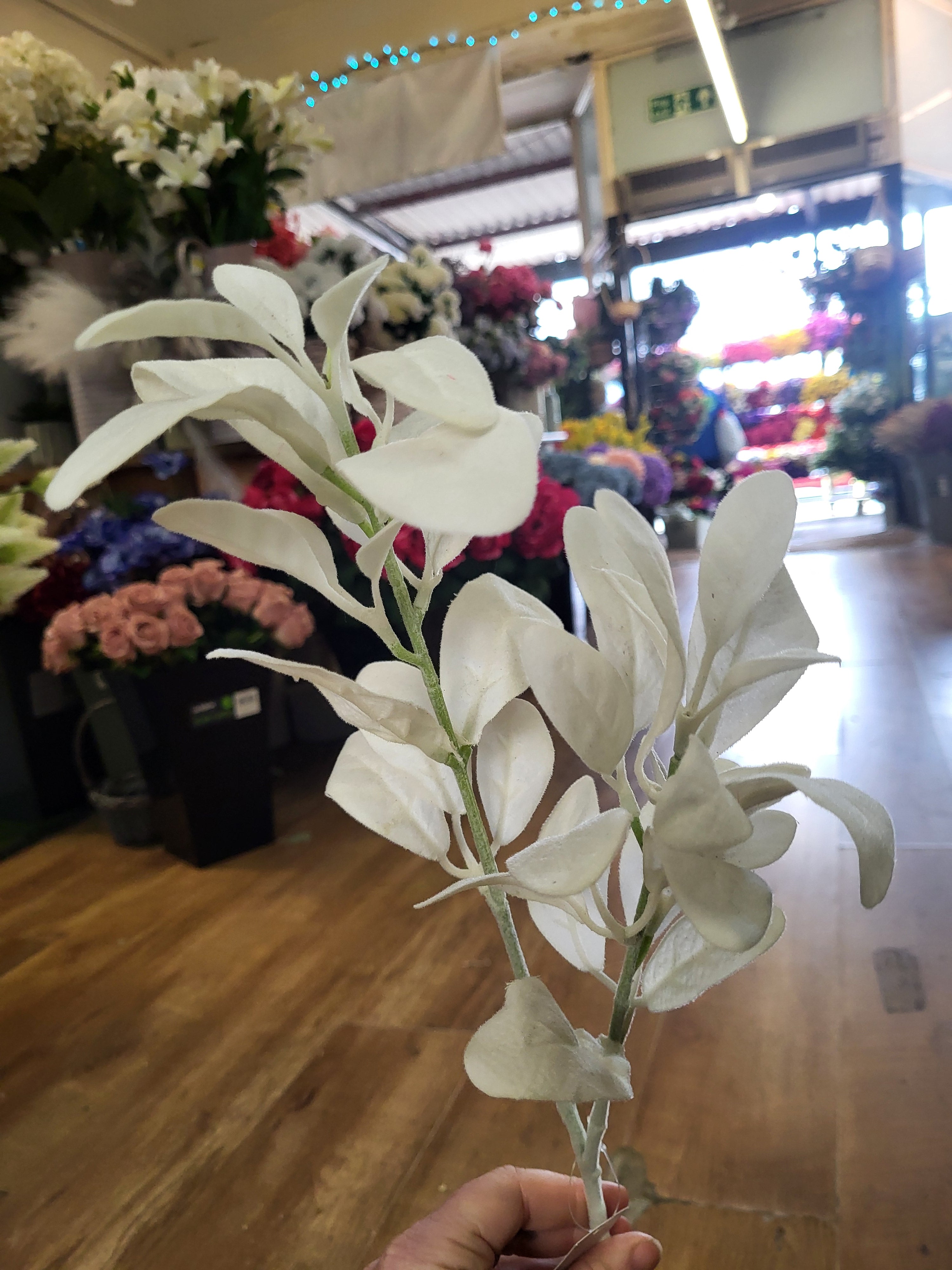 Long stem white lambs ear image 1