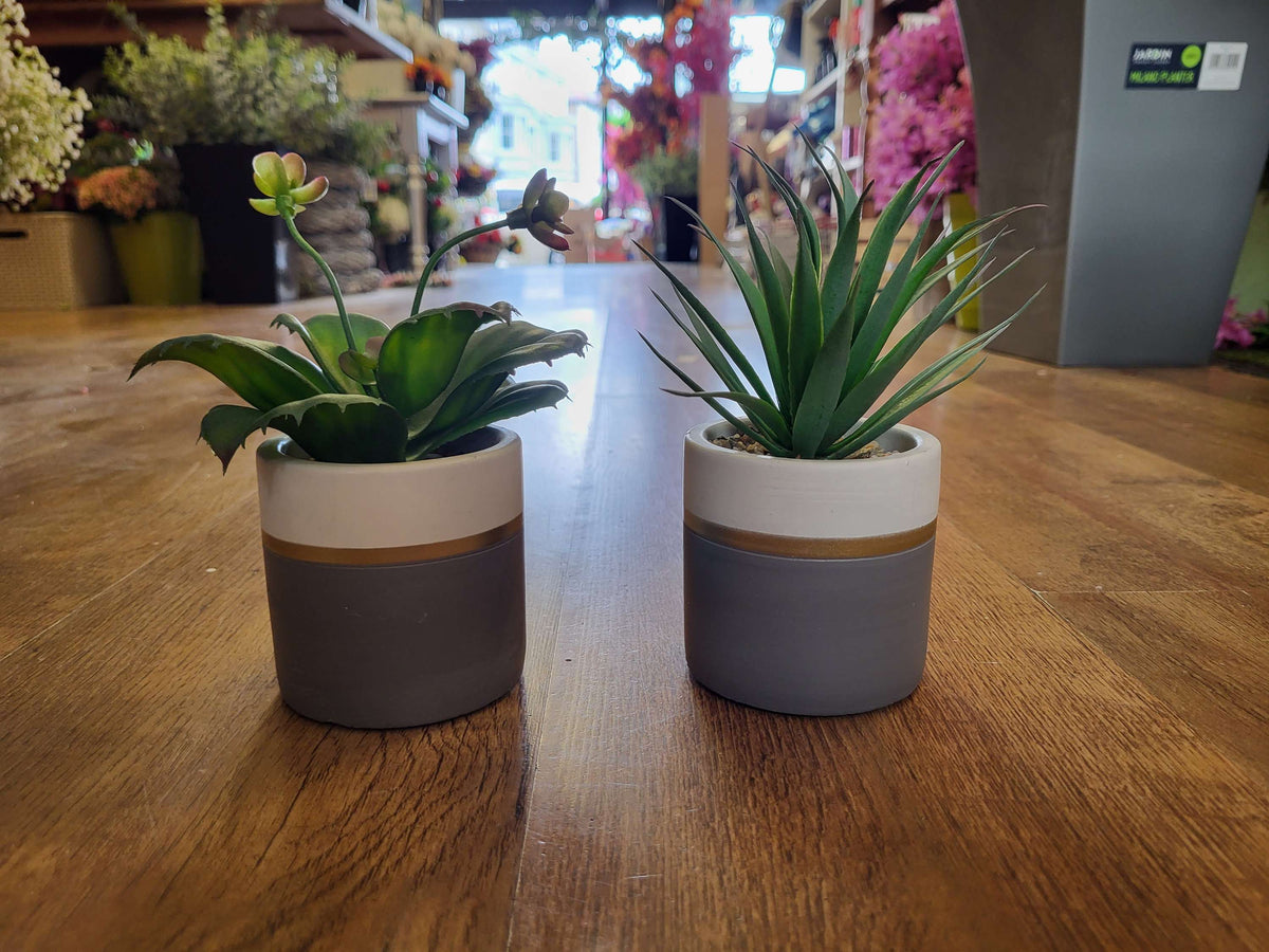 Succulent in a ceramic pot - 2 styles image 0