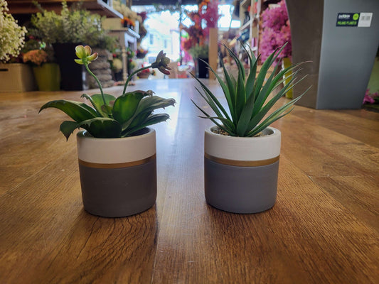 Succulent in a ceramic pot - 2 styles image 0