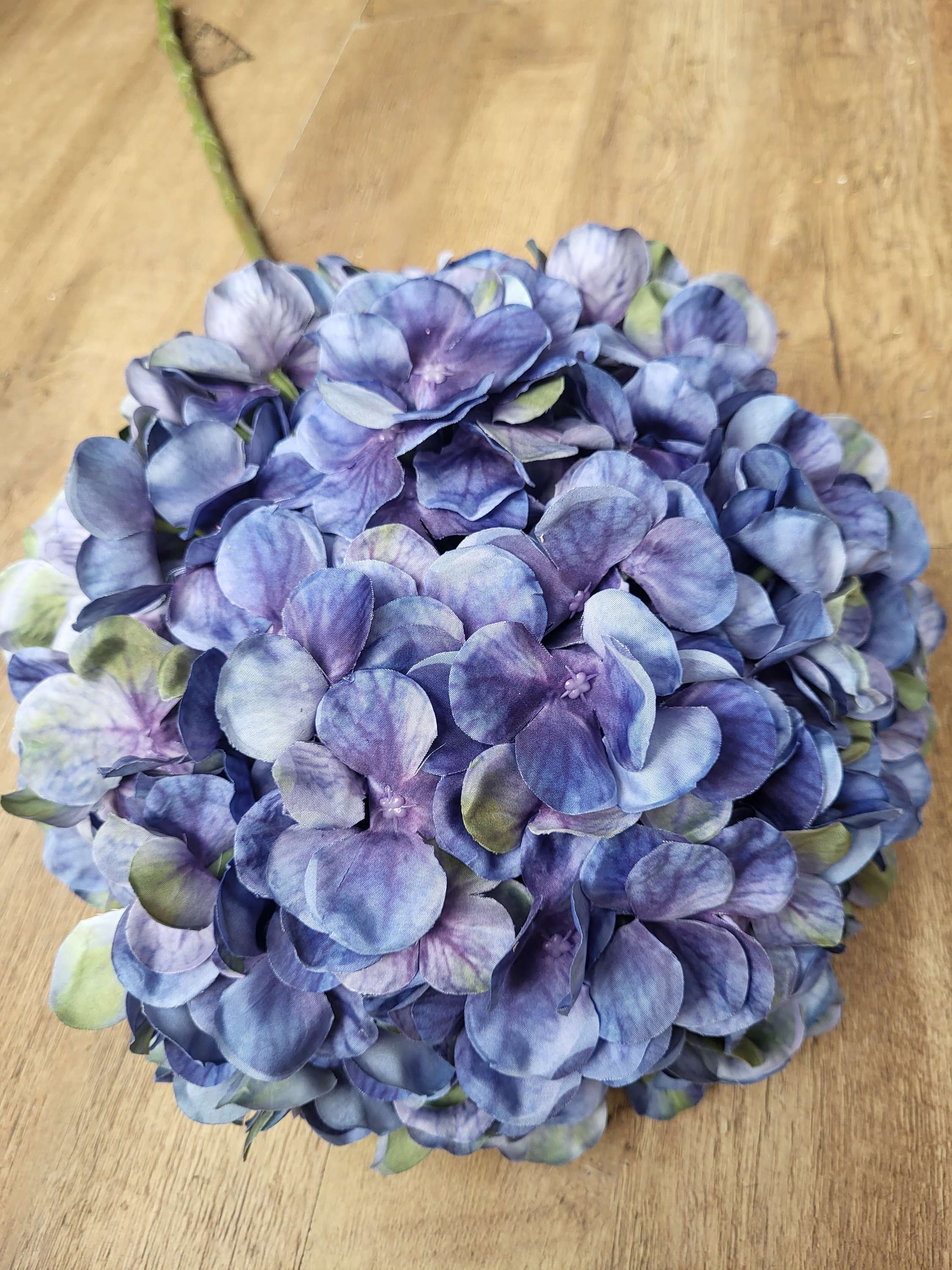 Giant head Blueberry premium hydrangea  image 2