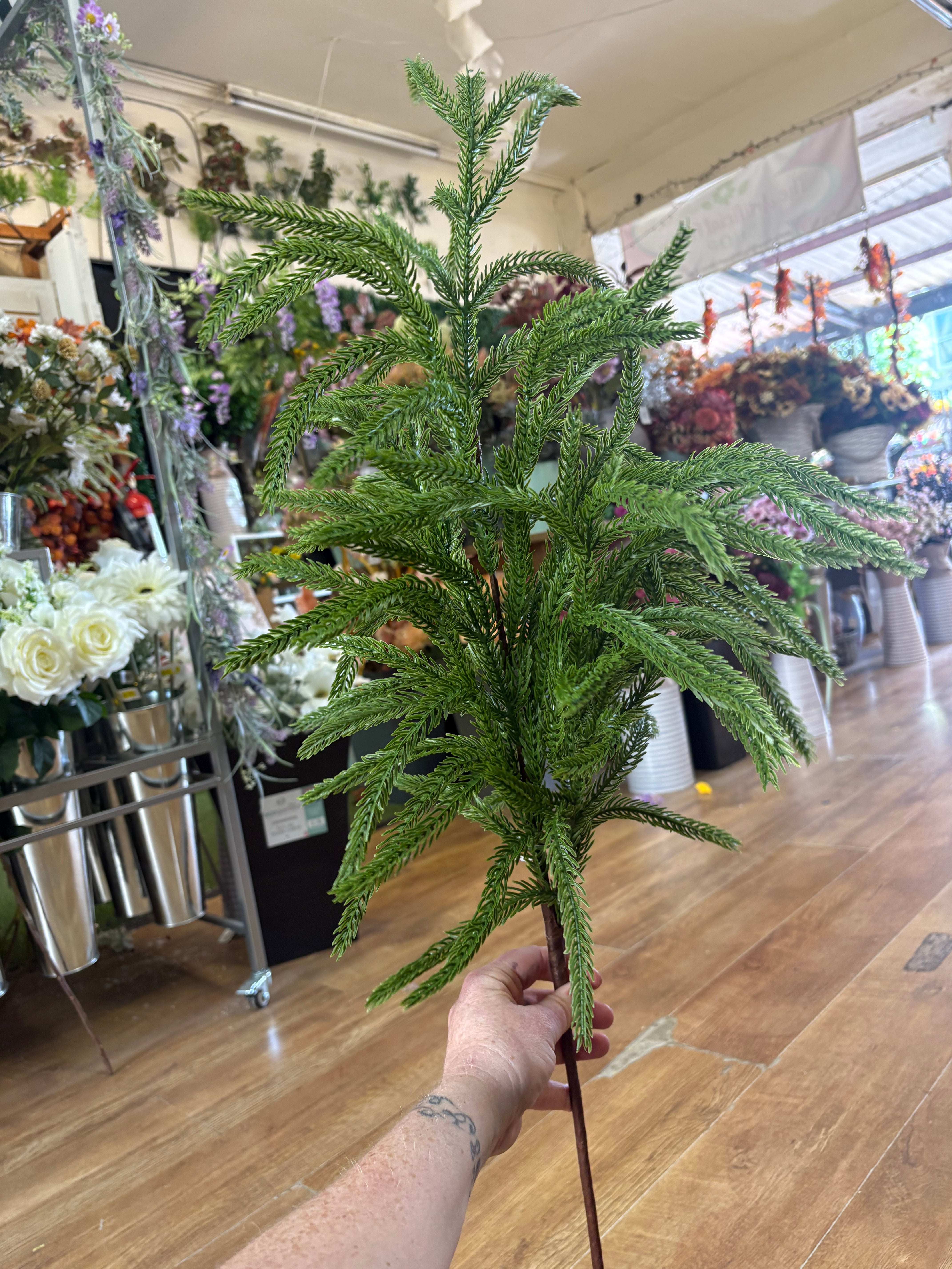 Large weeping Norfolk pine spray