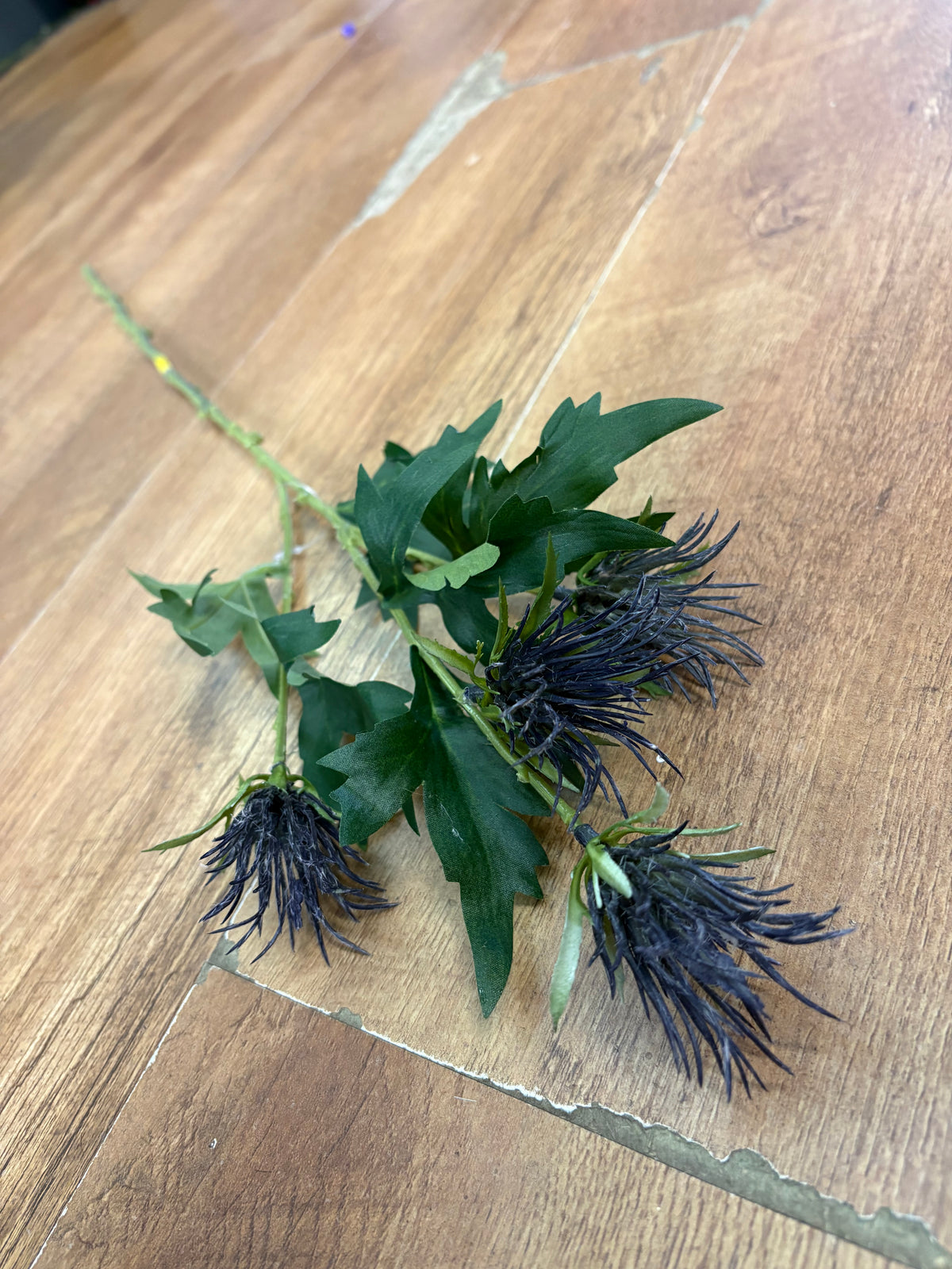 Long stem blue jagged thistle spray