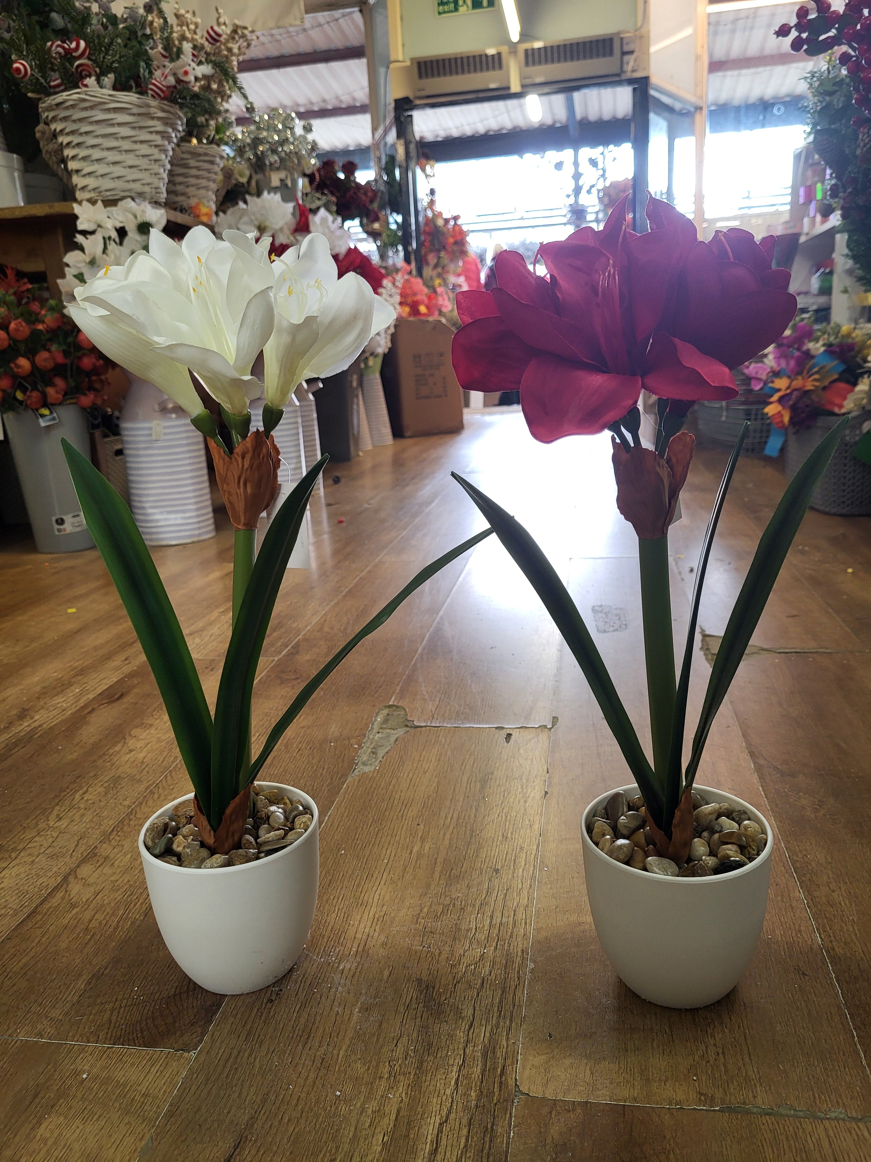 46cm potted amaryllis - 2 colours available image 2
