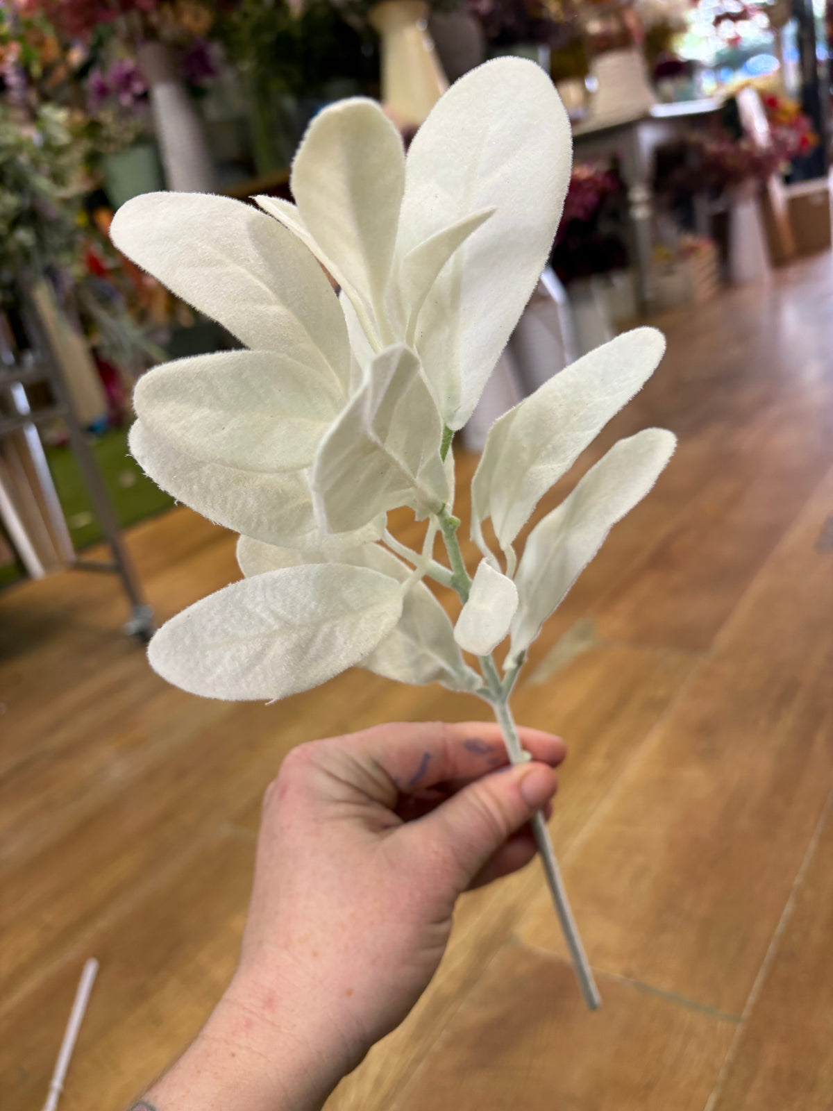 Cream lambs ear pick