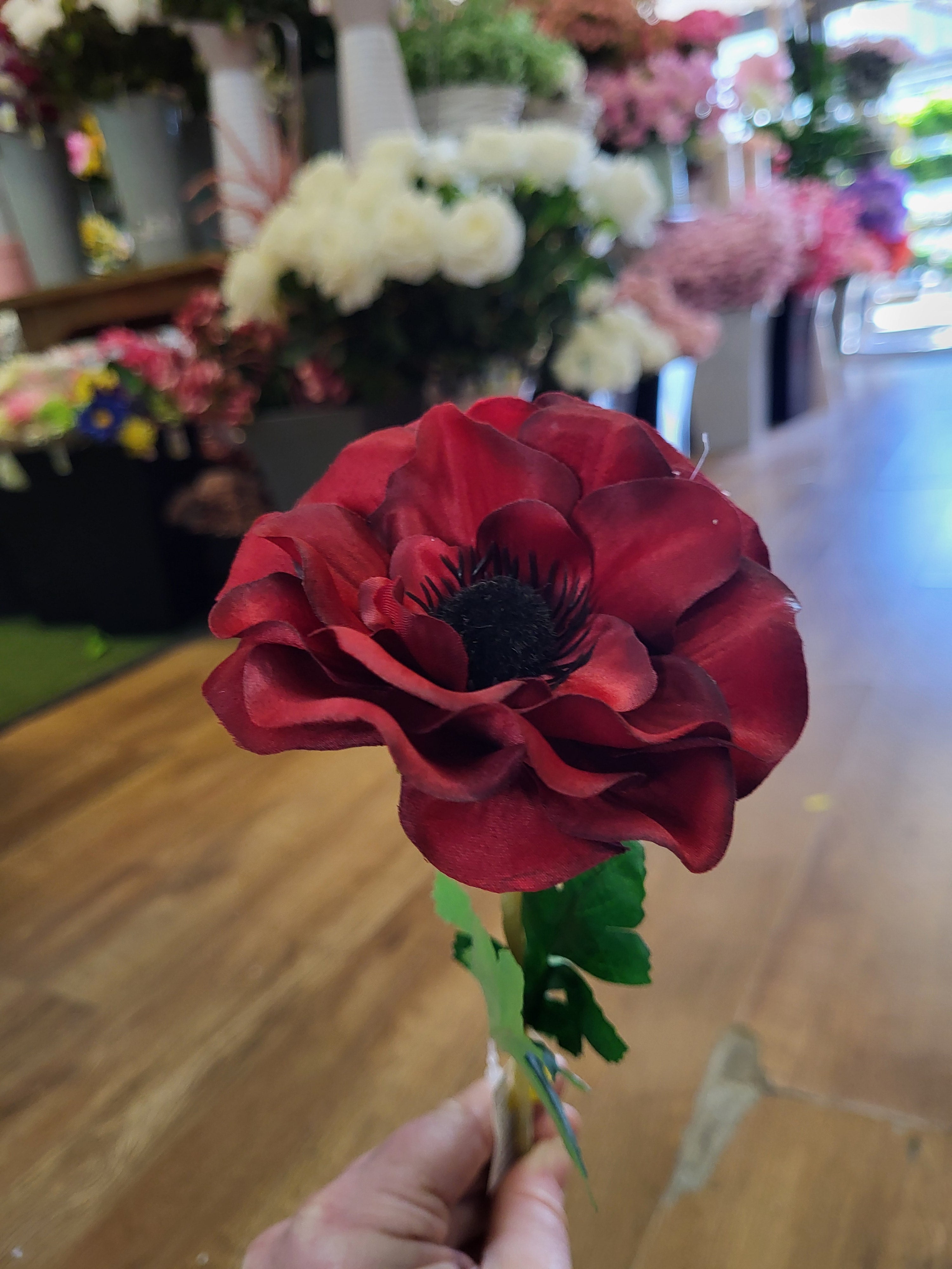 Single red anemone  image 0