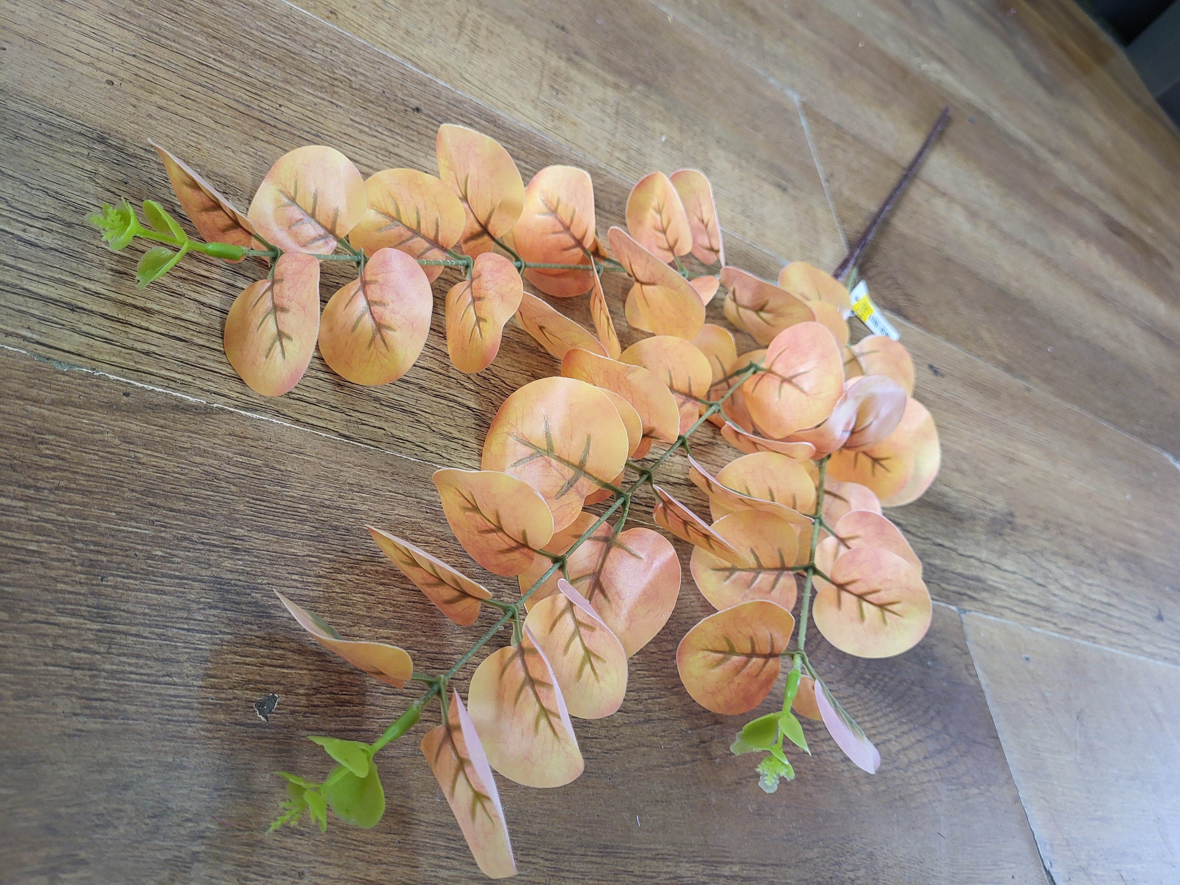 Long stem orange/yellow eucalyptus spray image 1