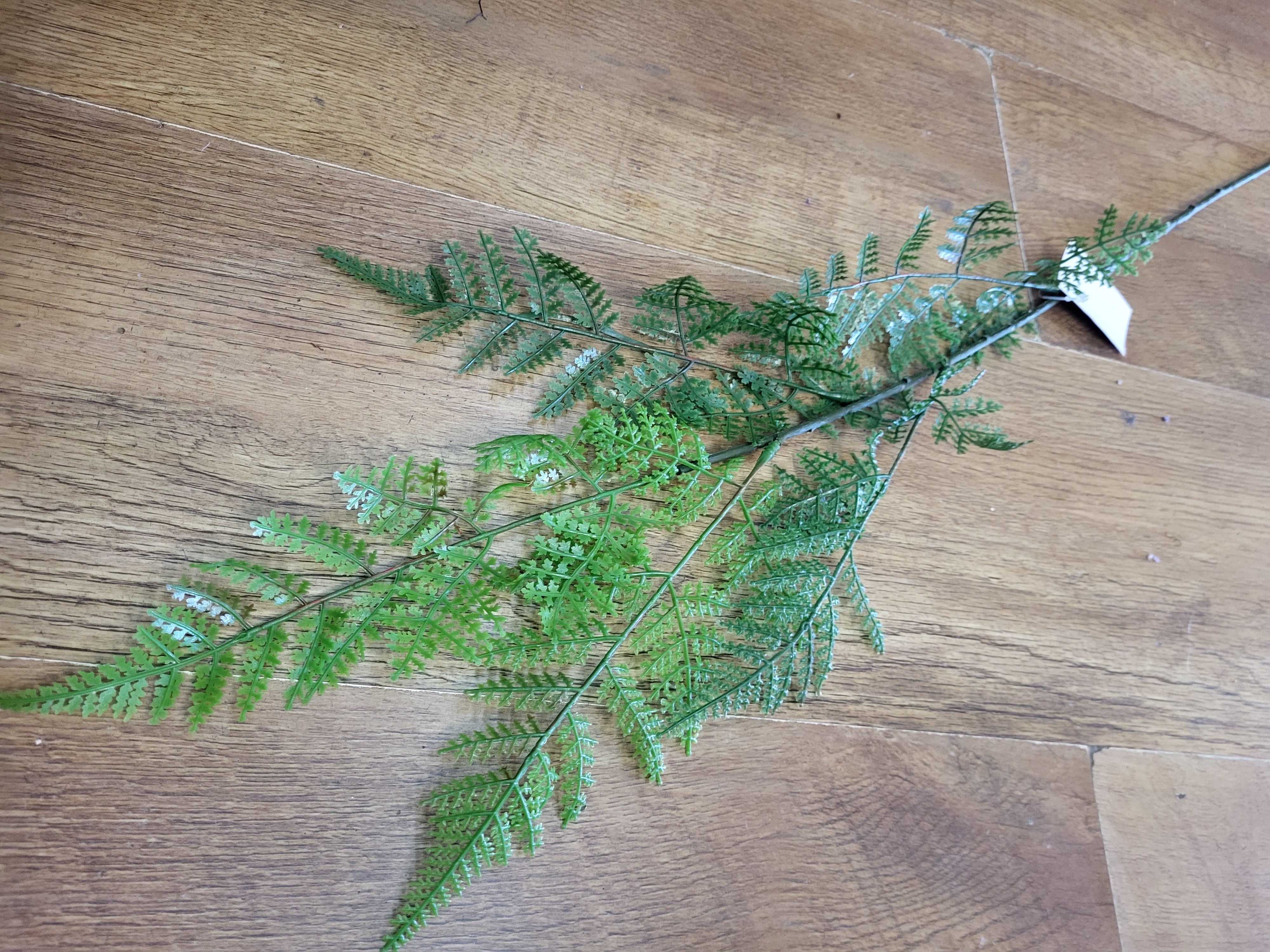 Long stem fern - 2 styles image 2