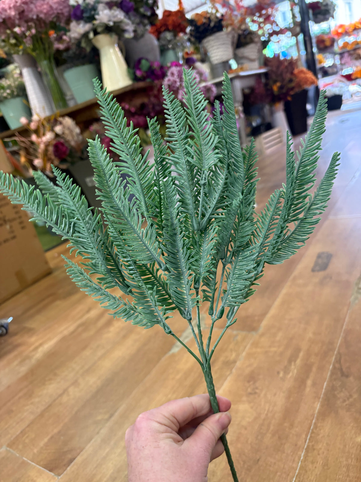 Long stem sword fern