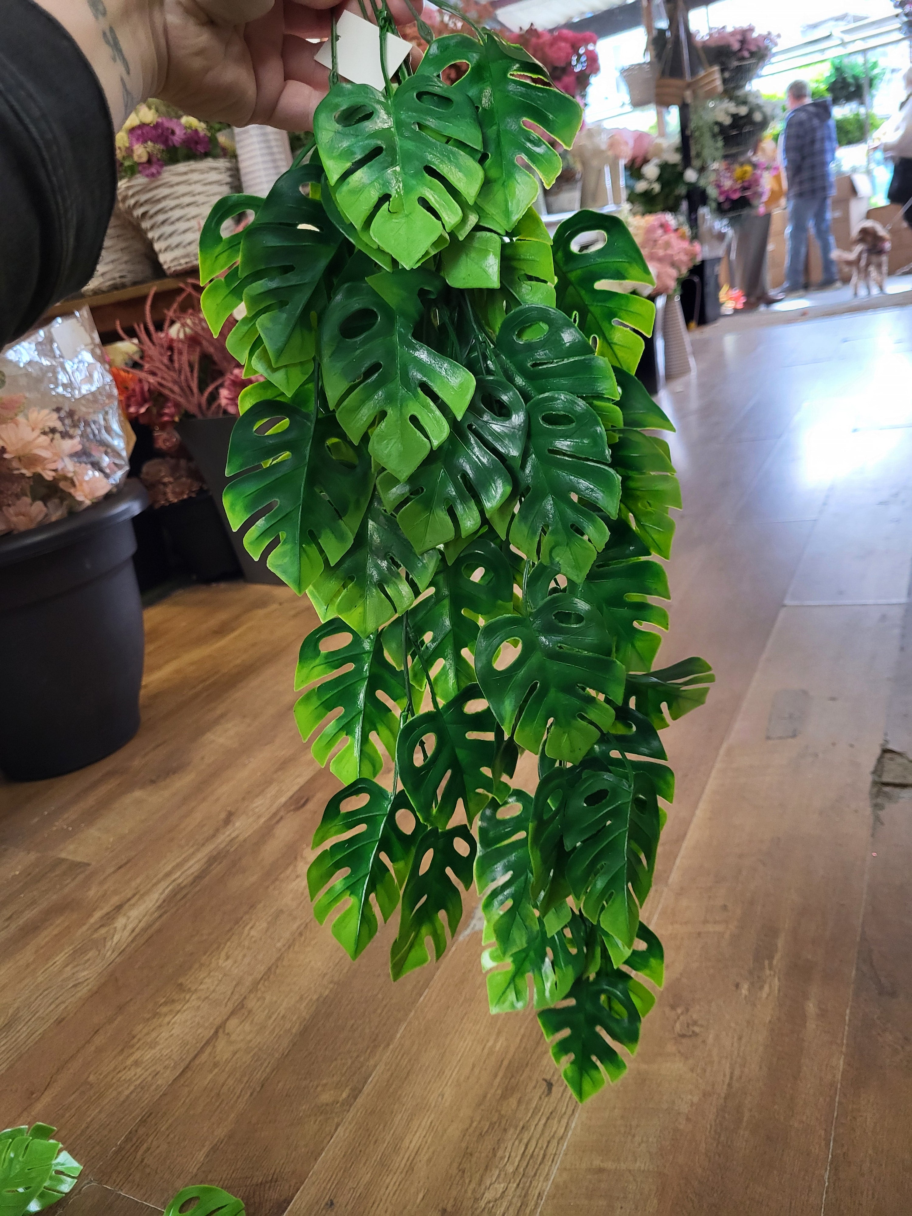 Hanging/trailing cheese plant - 2 colours available image 4