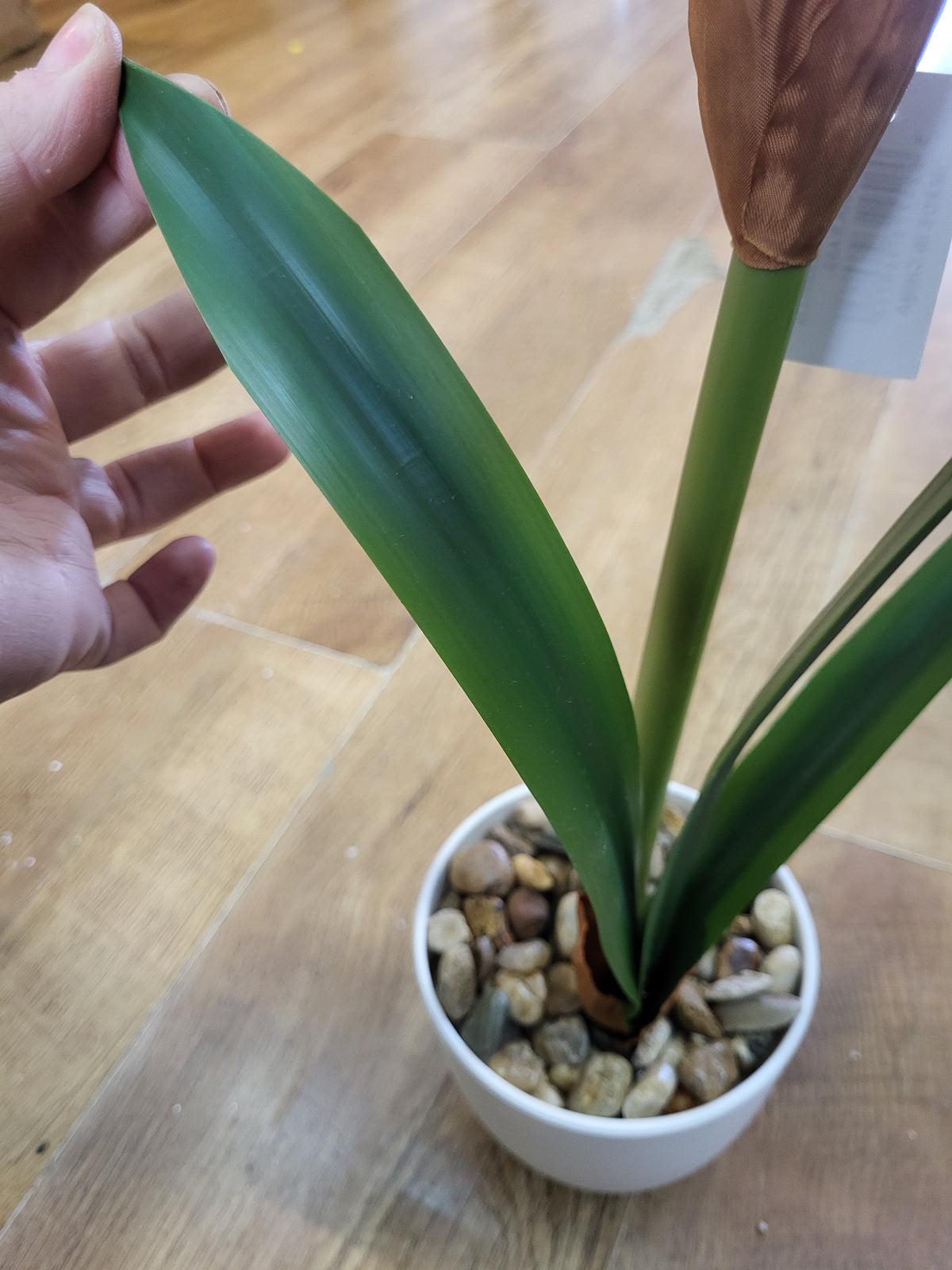 46cm potted amaryllis - 2 colours available image 8