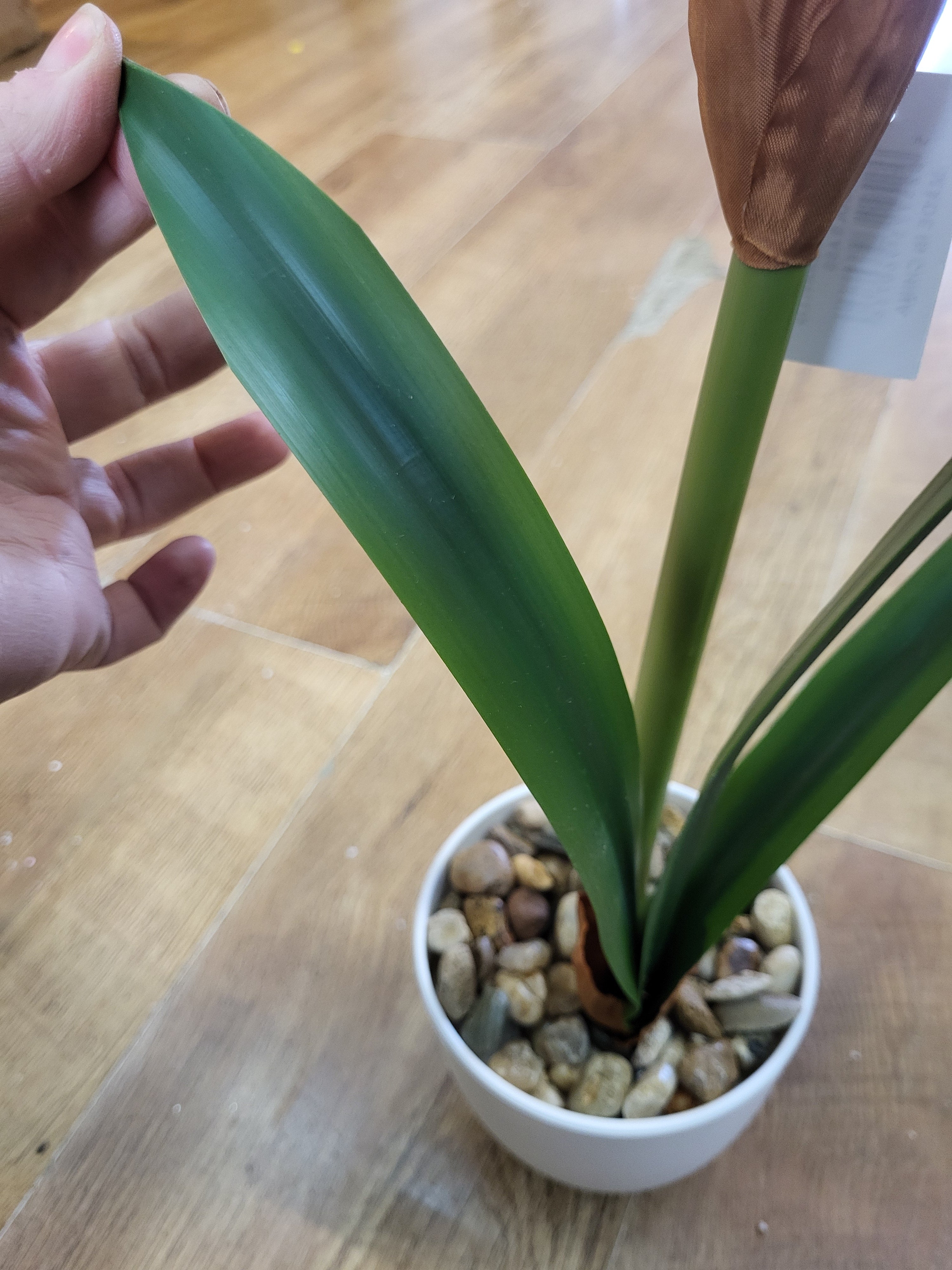 46cm potted amaryllis - 2 colours available image 8