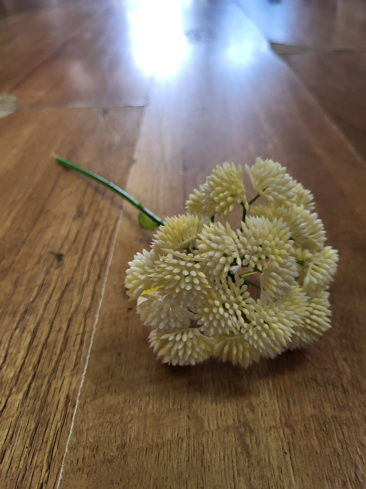 Short cream Sedum Stem image 7