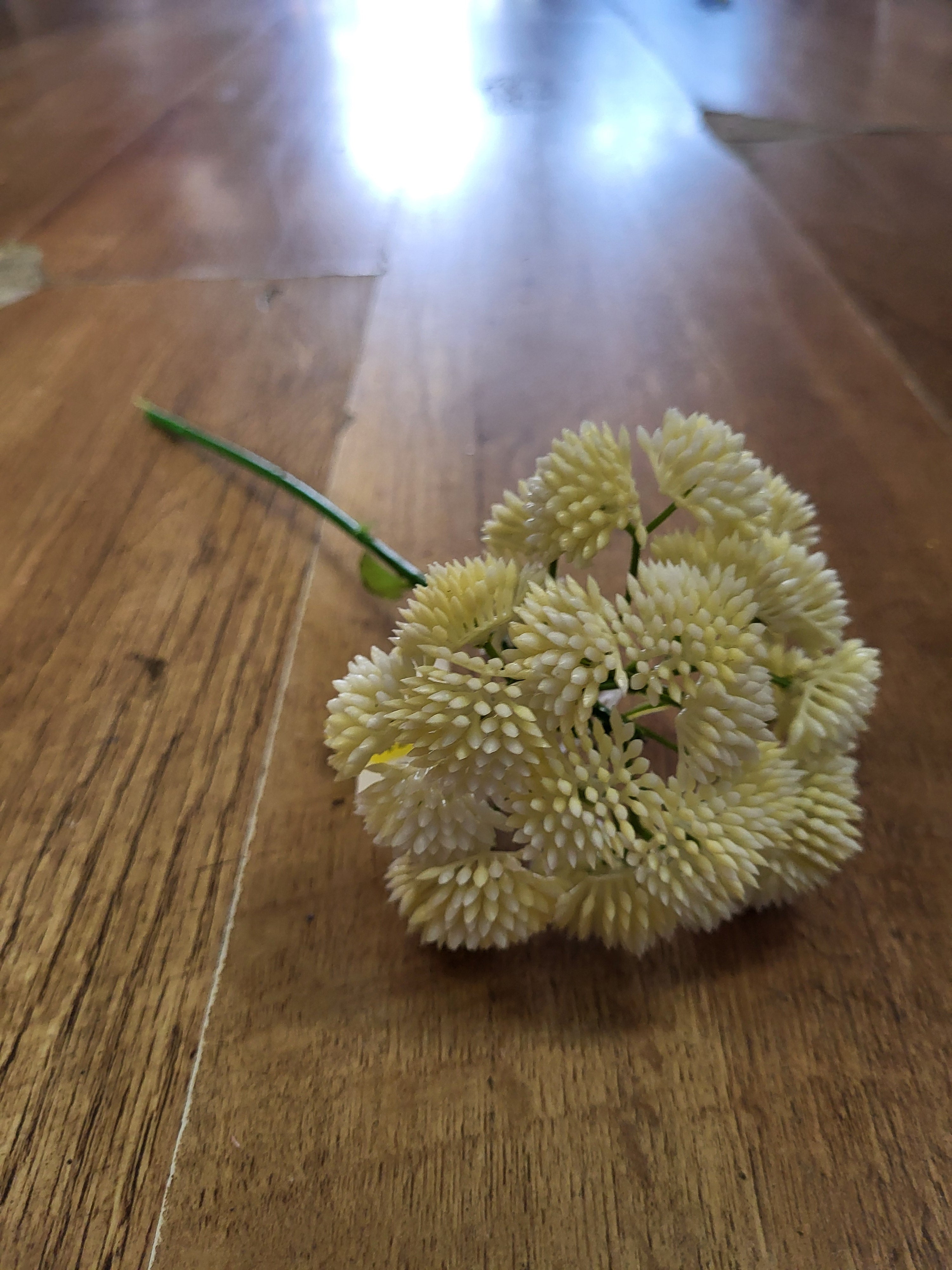 Short cream Sedum Stem image 7