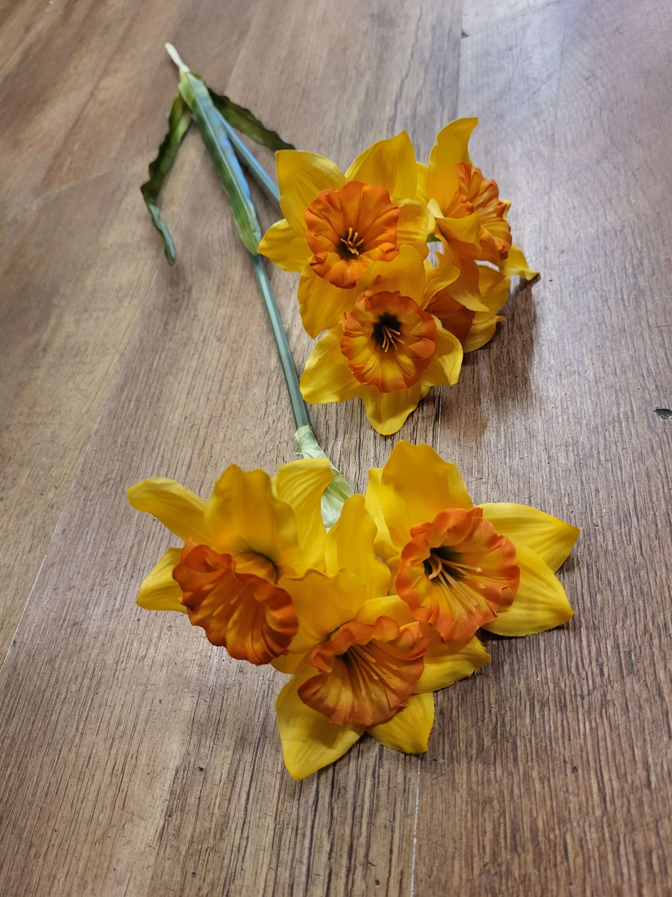 Long stem daffodil  image 1